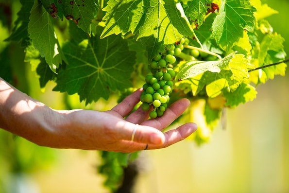 Heron Farm &amp; Vineyard tour