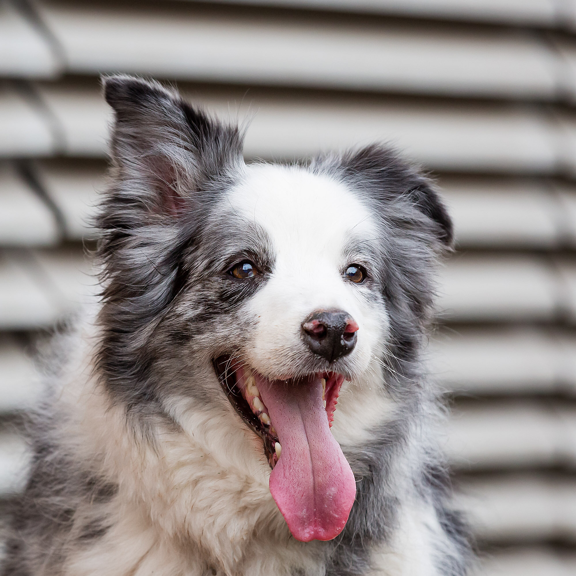 Dog Photography Leicester