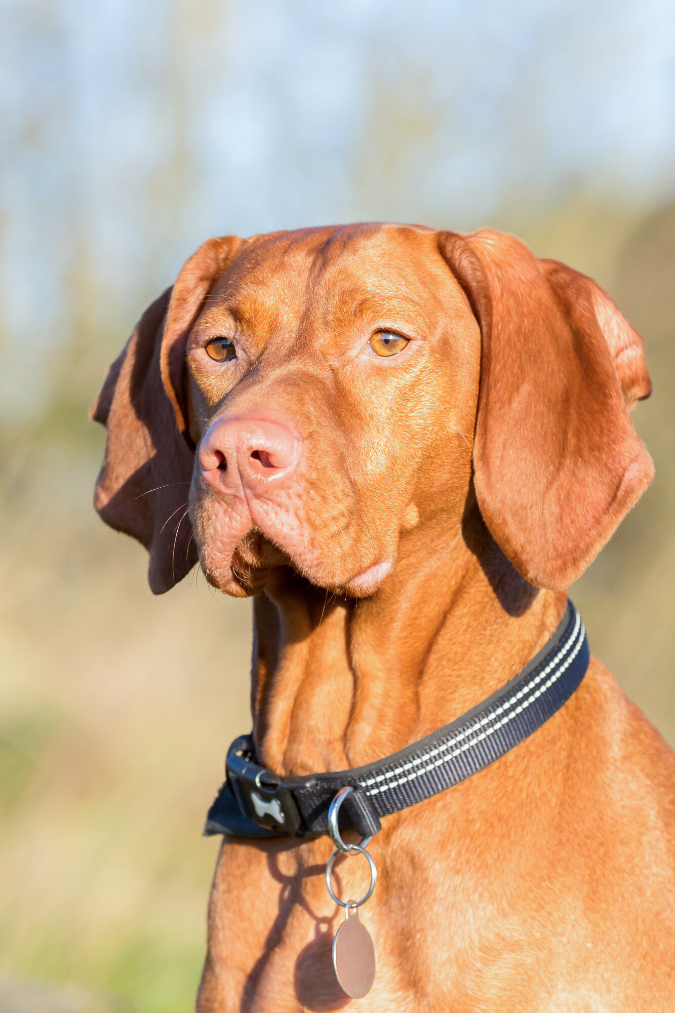 Dog Photographer Leicestershire