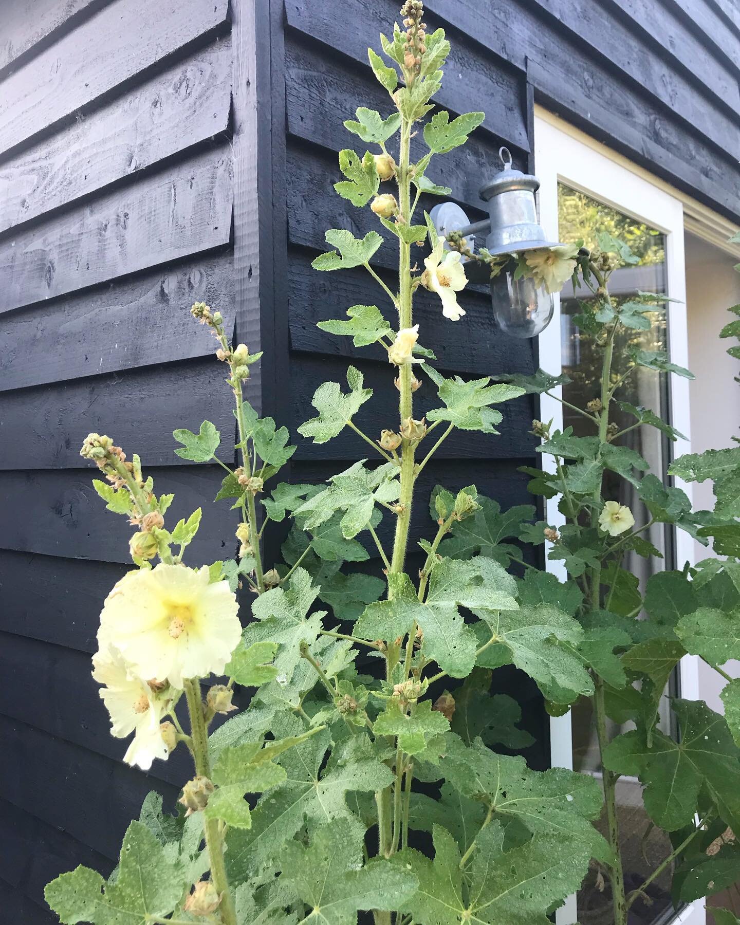 Hollyhock season 🌼💫