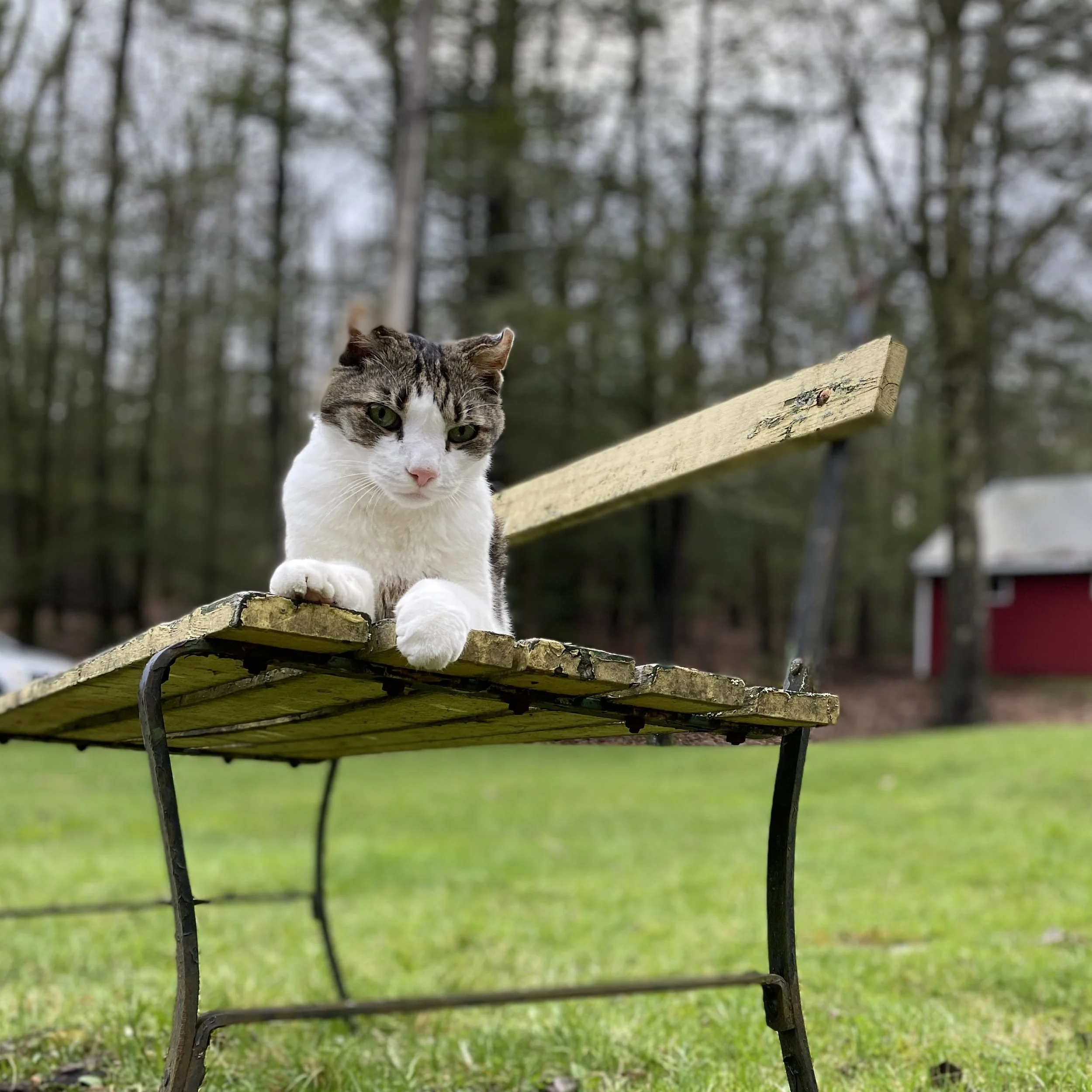 Remembering Trouble: A Fearless Cat 