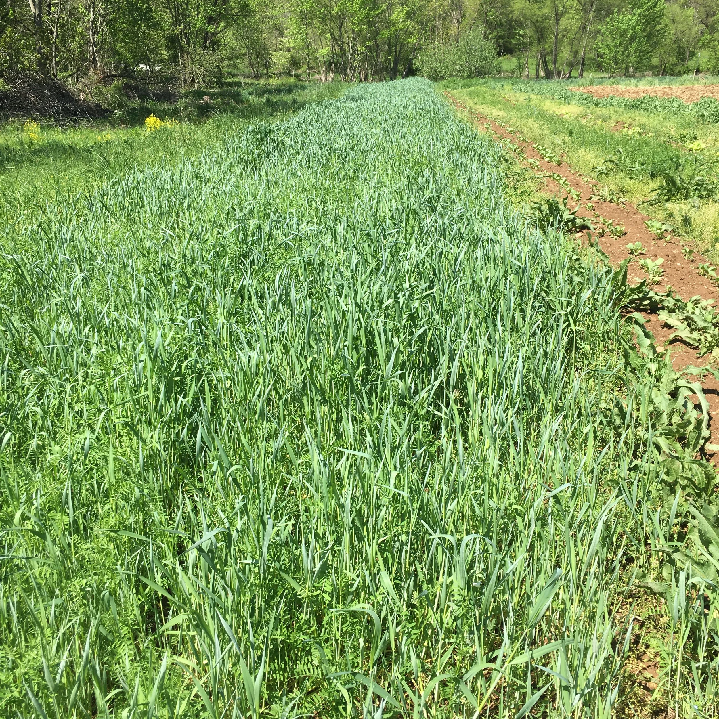 Planning Crop Rotations — Common Grain Alliance