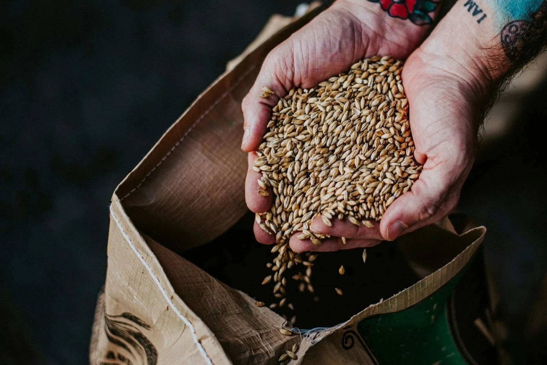 hands in barley