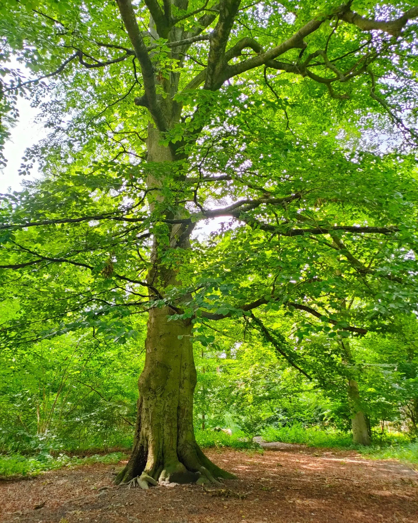 Om ikke l&aelig;nge kommer alt det gr&oslash;nne tilbage, og det er tid til at komme ud at dufte til skoven og r&oslash;re ved tr&aelig;ernes blade.🌿

Hos Mindful branding er det ikke kun jeres virksomhed, men jer som hele personer vi ser. Der skal 