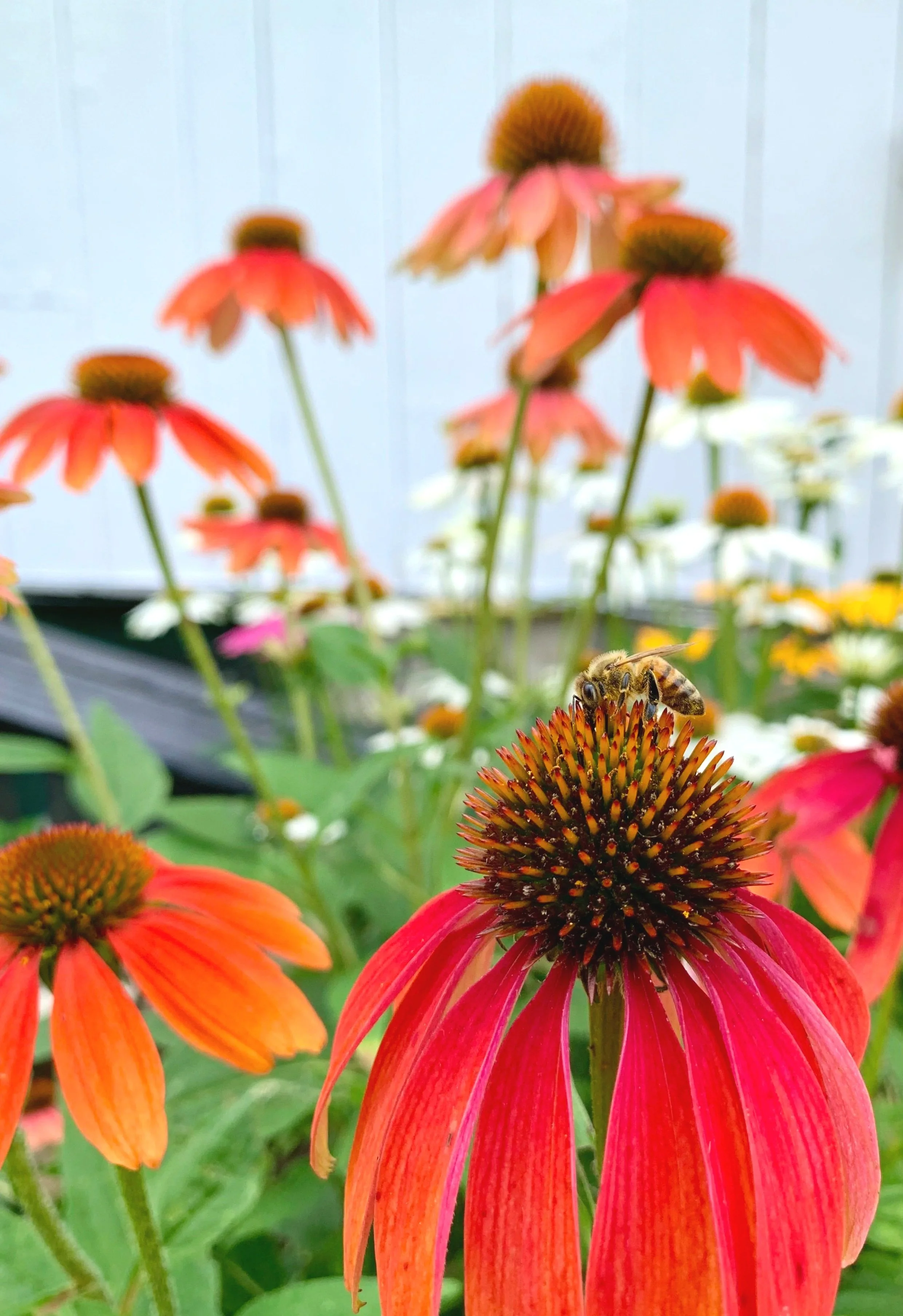 SPRING GARDEN SERIES POLLINATORS, POLLINATOR GARDENS & NATIVE PLANTS           MAY 2nd 10am - 12:30PM