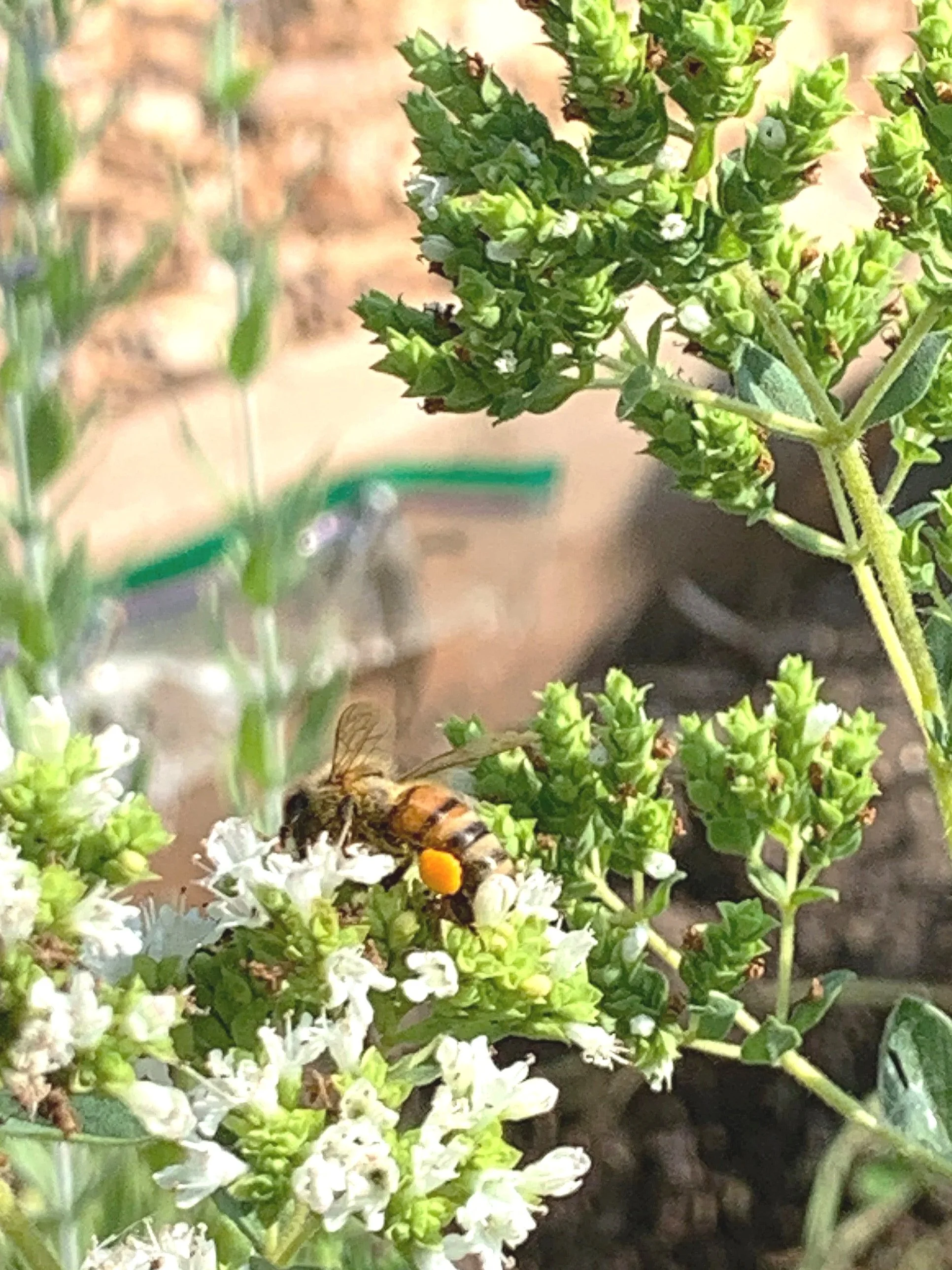 bee+on+oregano.jpg