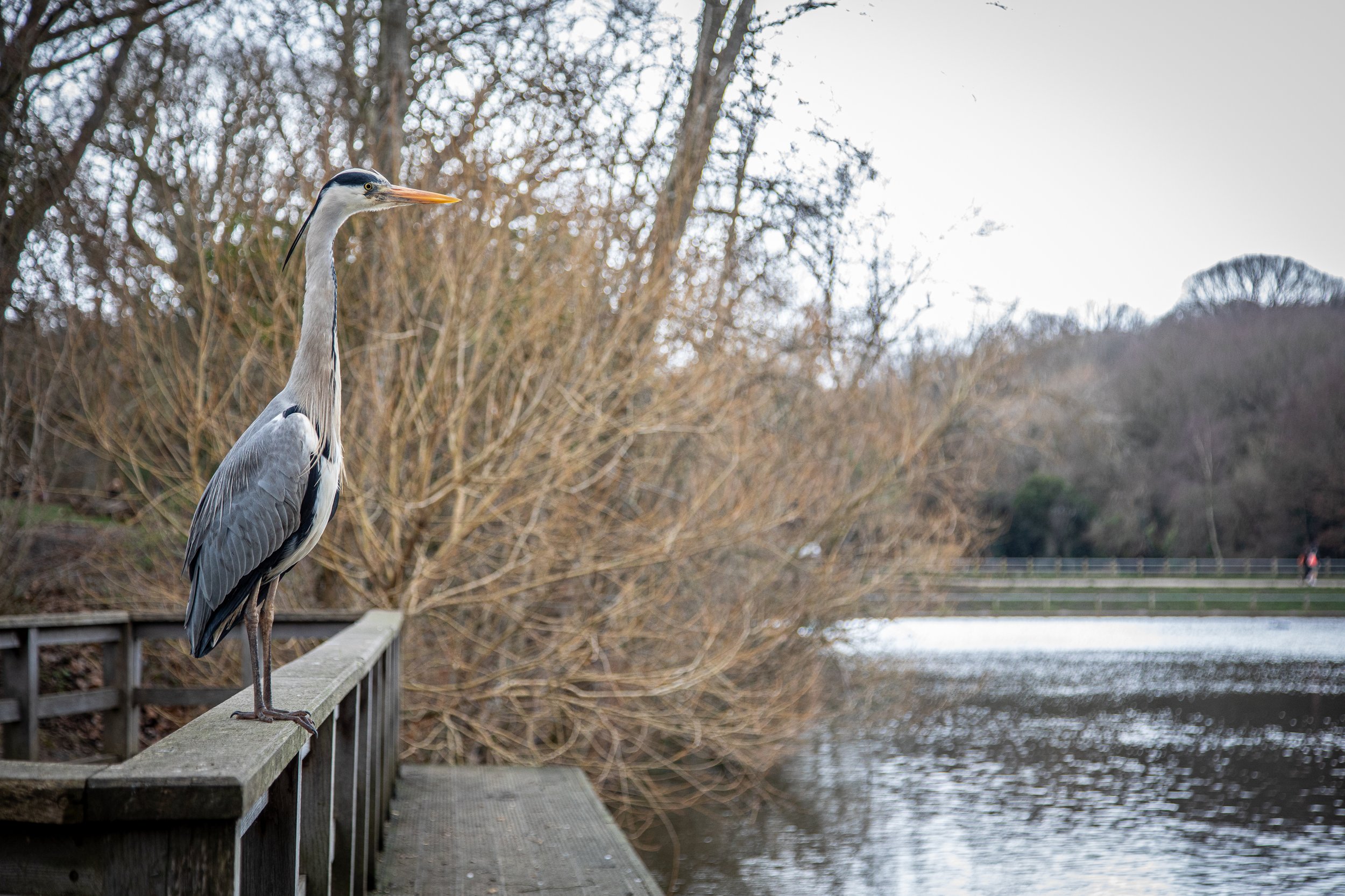 A very low-temperature heron who is clearly used to being papped