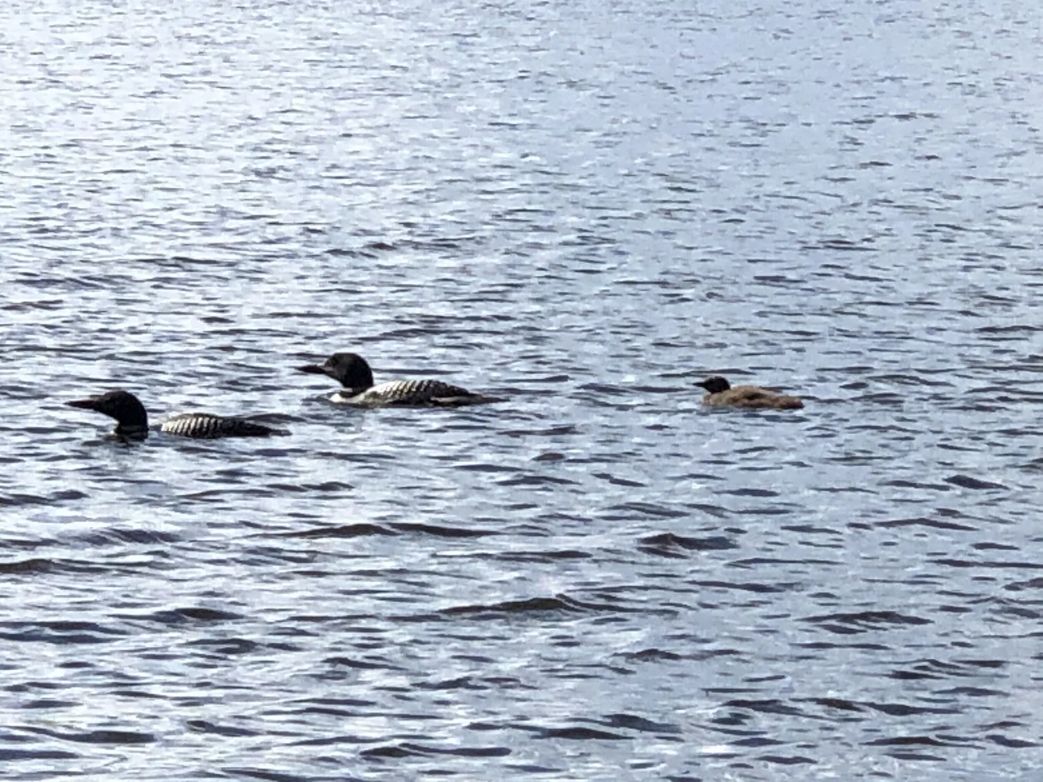 Announcements — Otter Lake Association