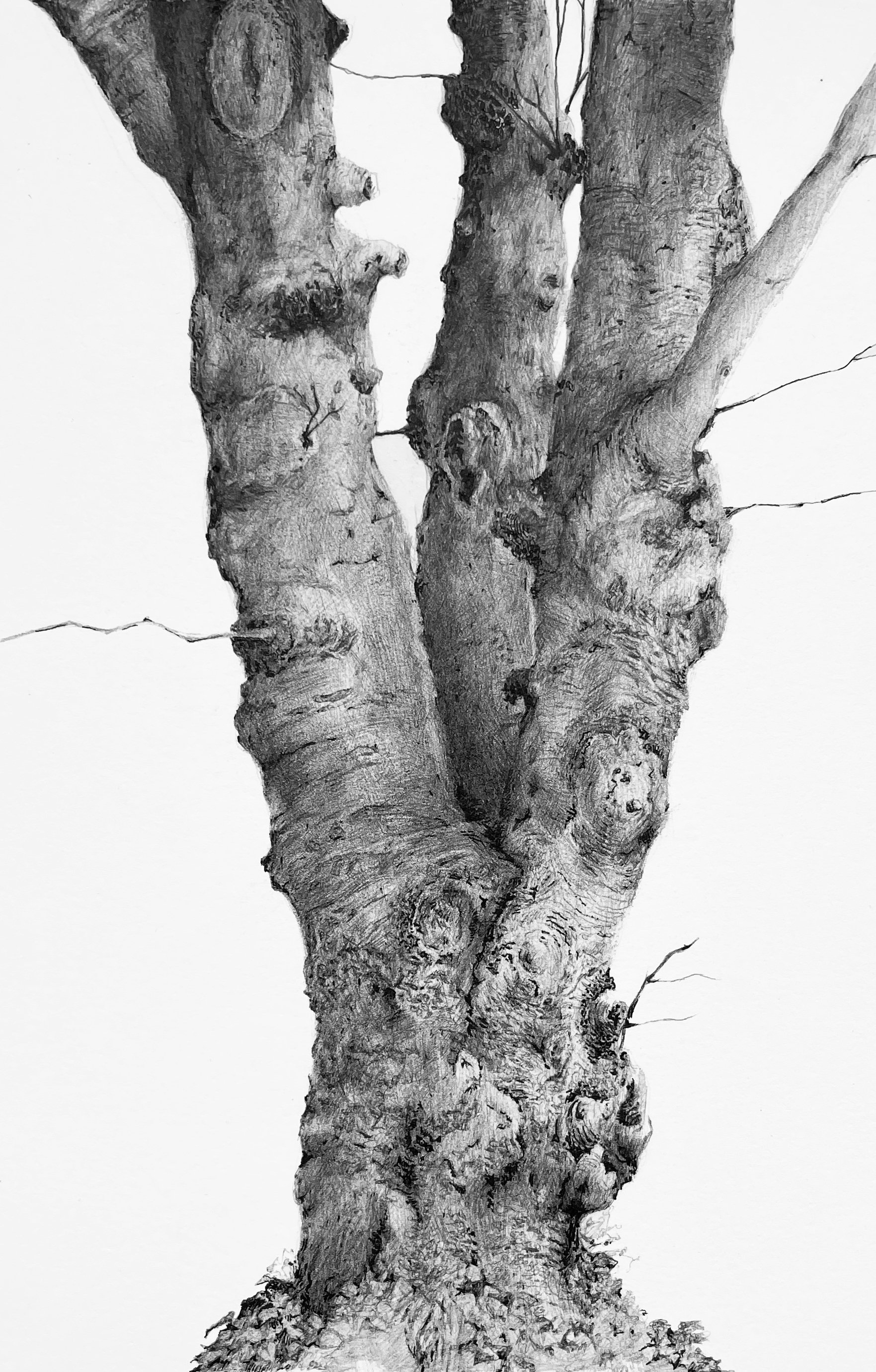 Portrait of a Tree on the Way to the Monument