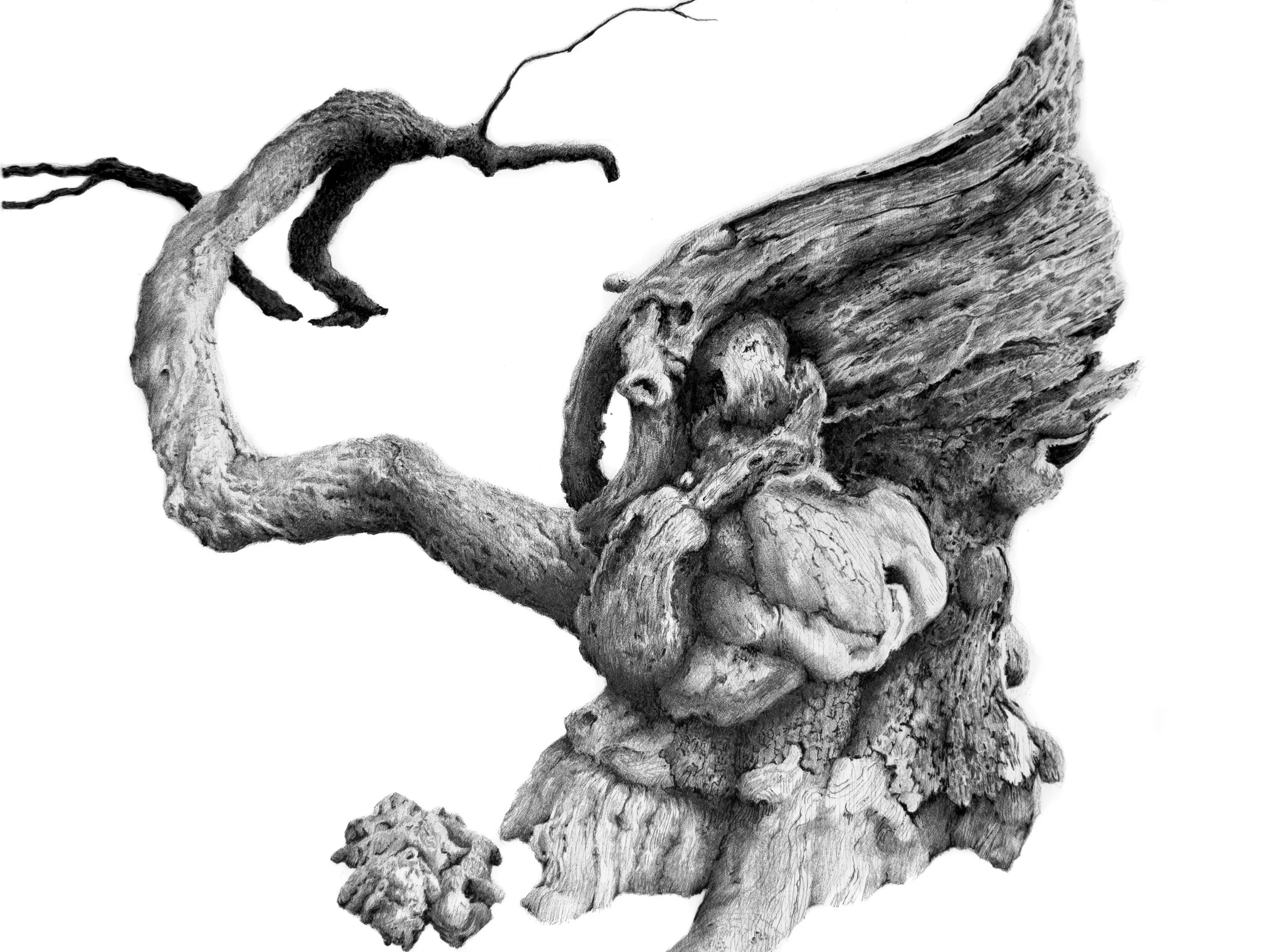 Portrait of a Showy Crabapple