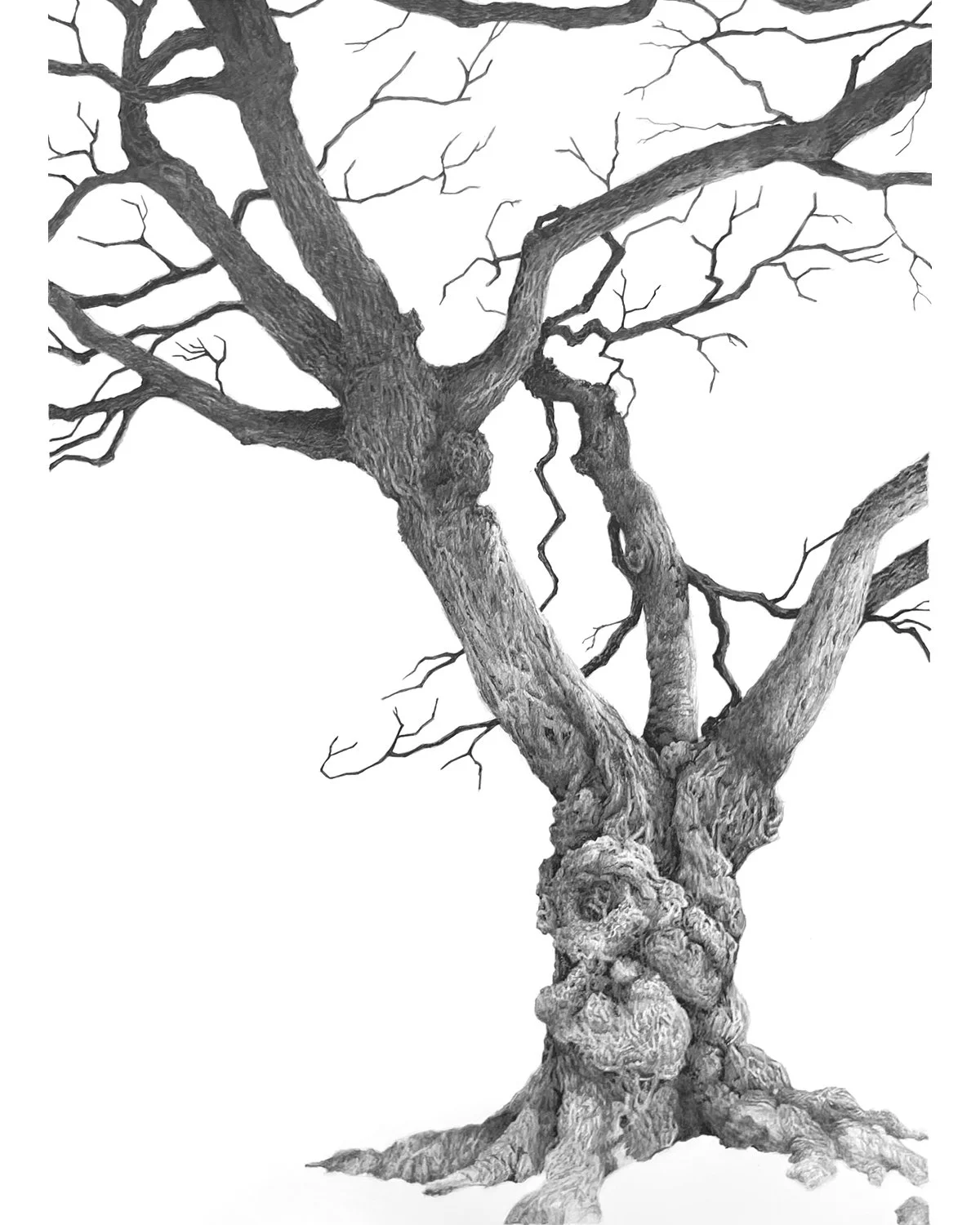 Portrait of a Tree at Fort Green Park