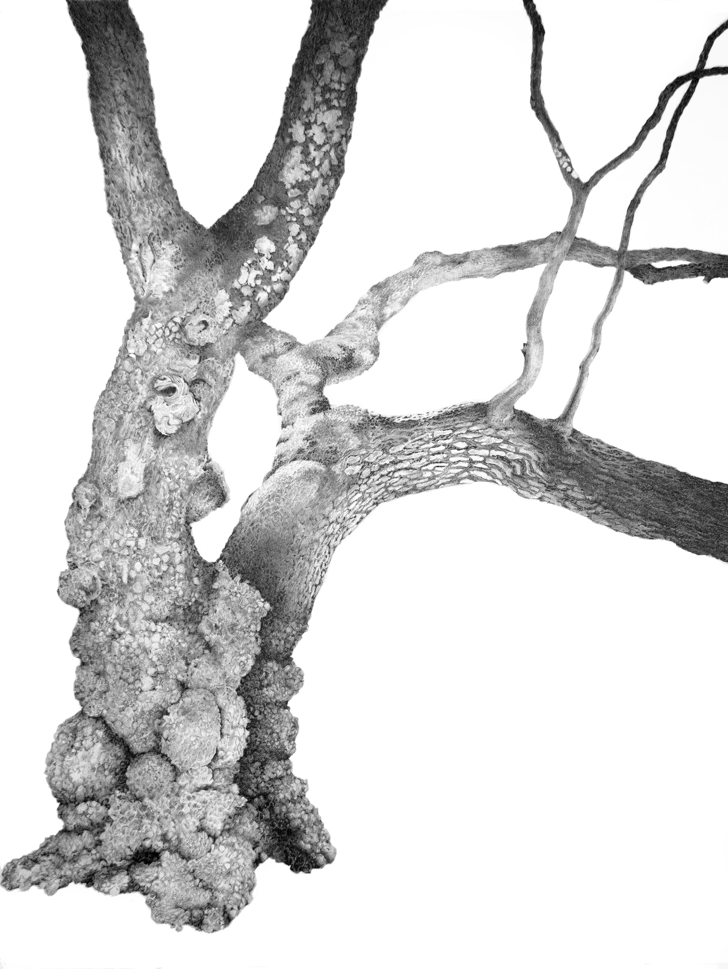 Portrait of a Pendula Rosea Cherry Tree