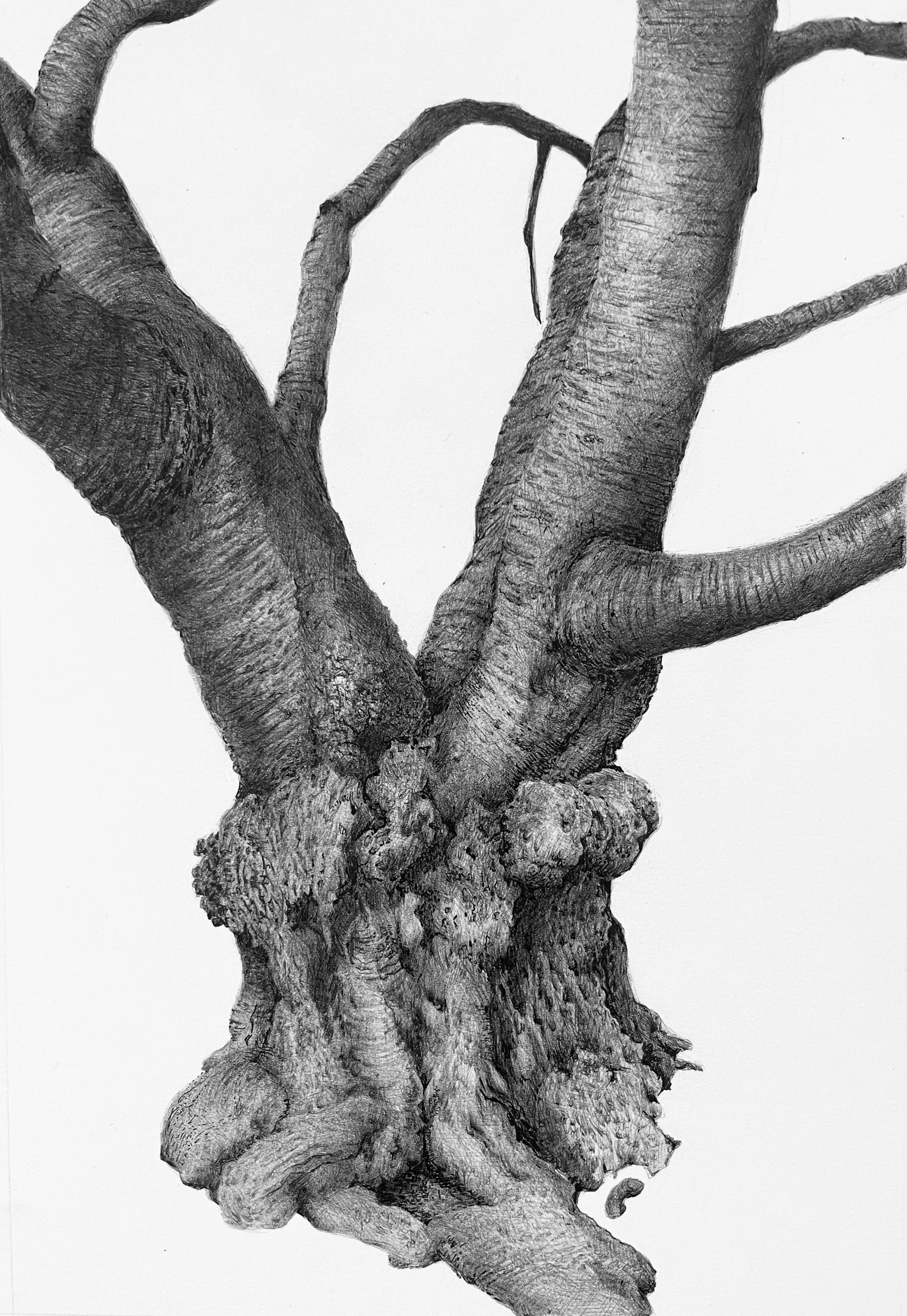 Portrait of a Tree at the Tiny Tots Park