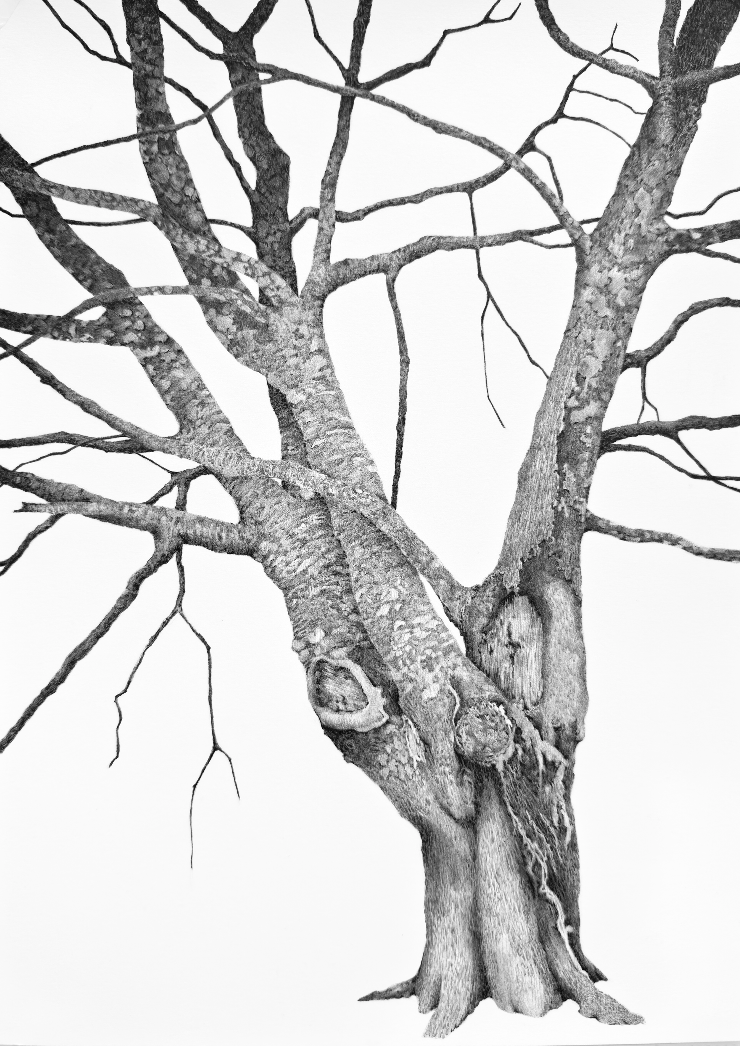 Portrait of a Tree by the Chapel