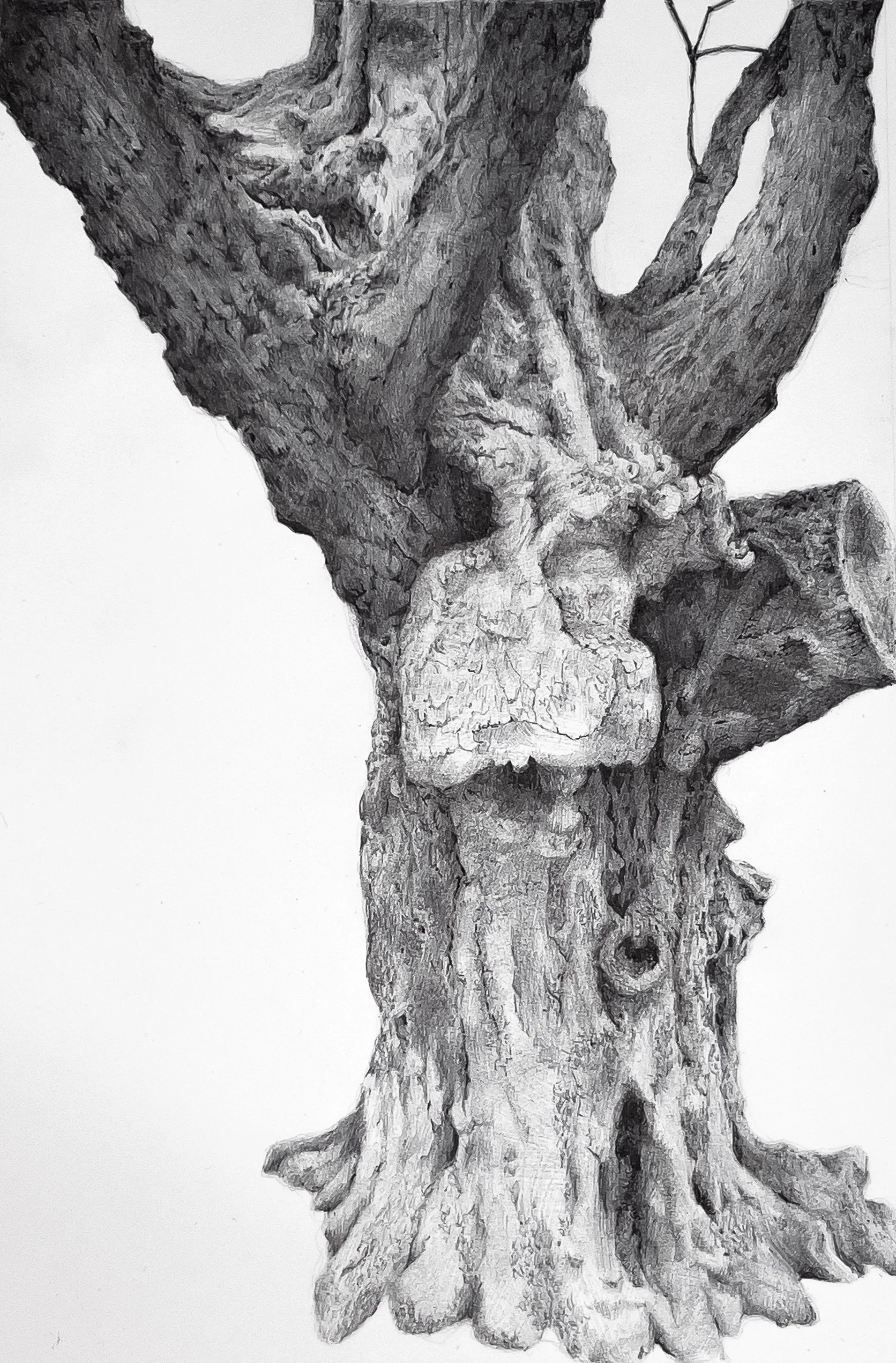 Portrait of a Tree near the Esplanade