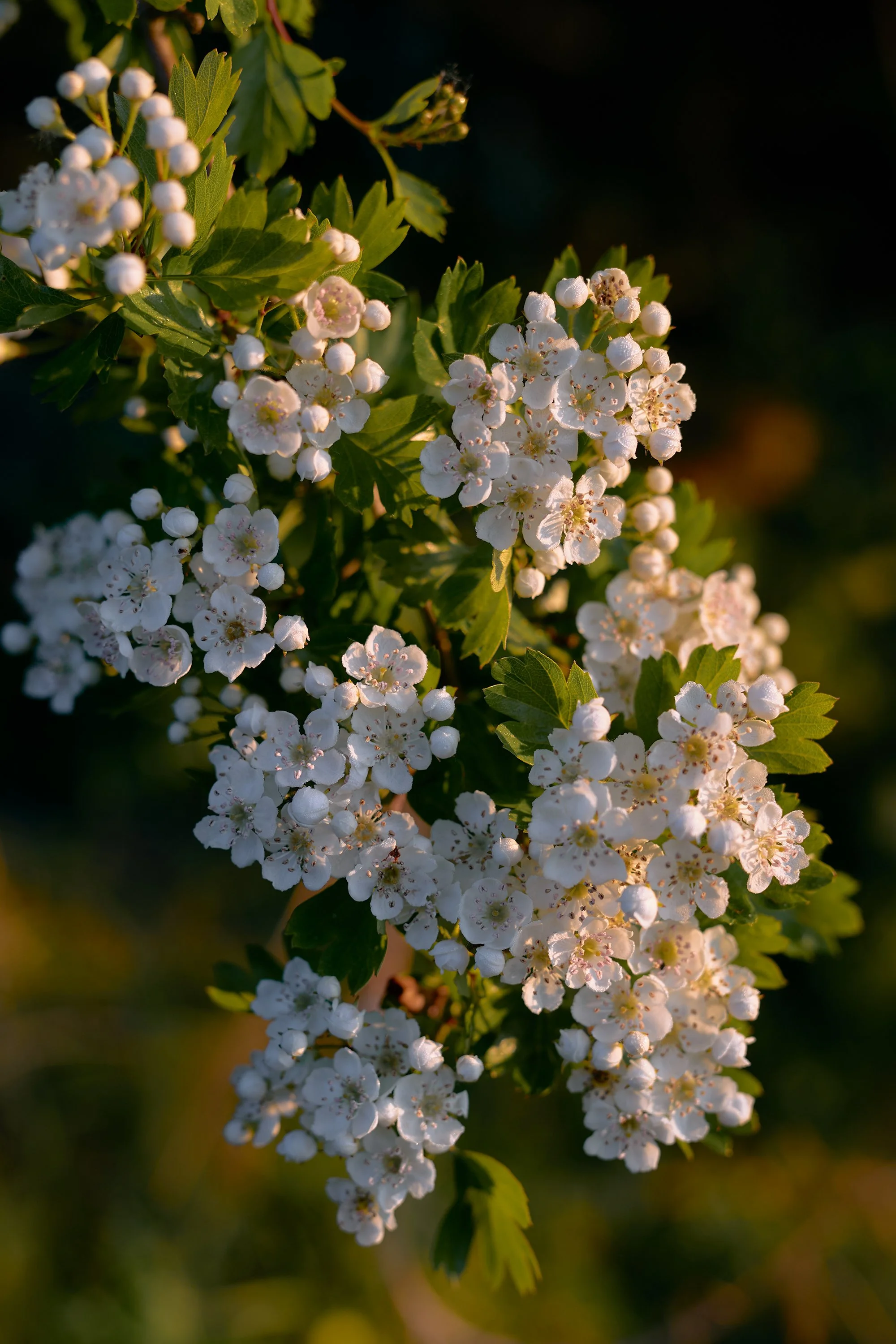 White hawthorn blossom lit by warm early morning light in Wharfedale, West Yorkshire.
