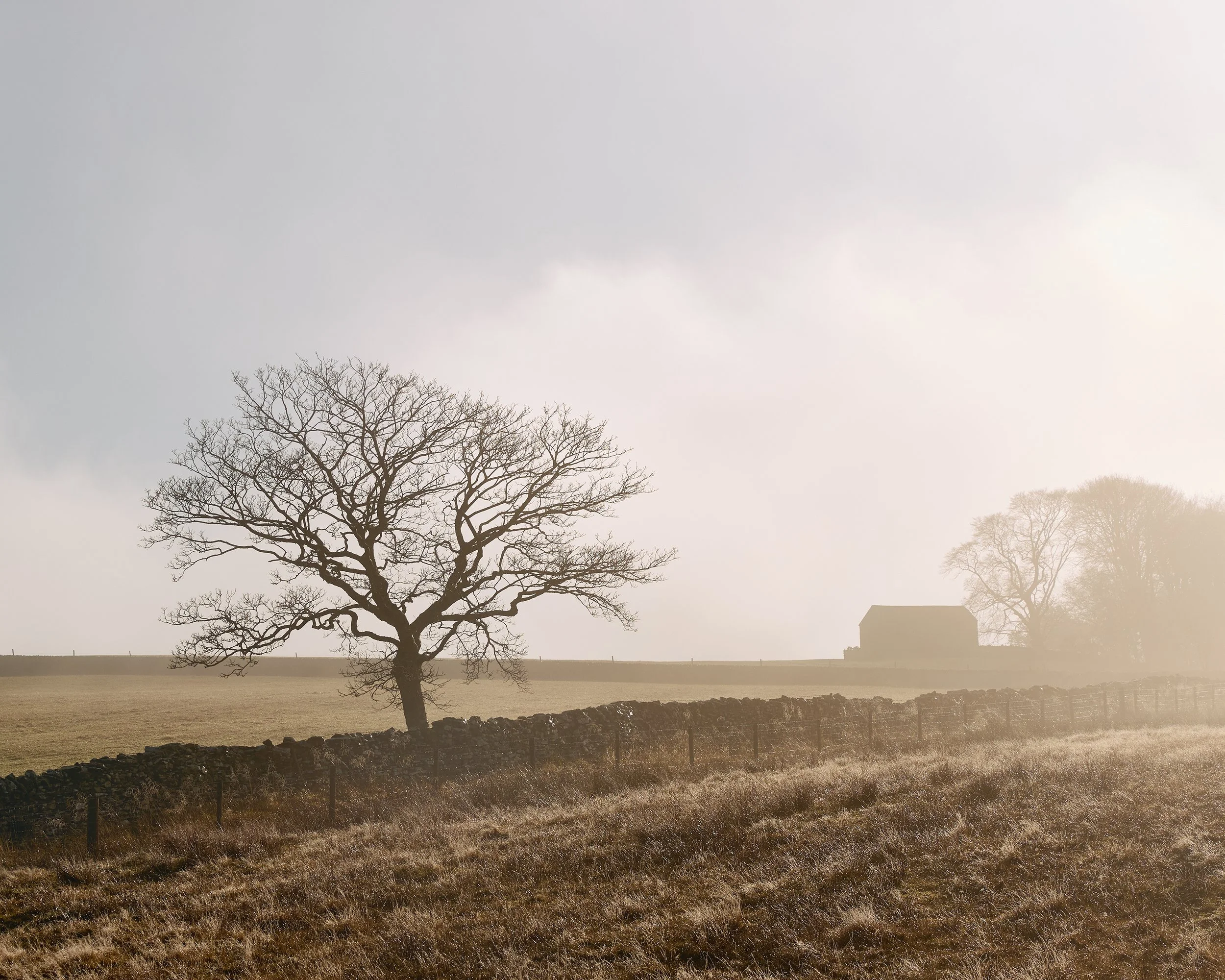 A tree growing next to a dry stone wall in the Howgills, Yorkshire, England