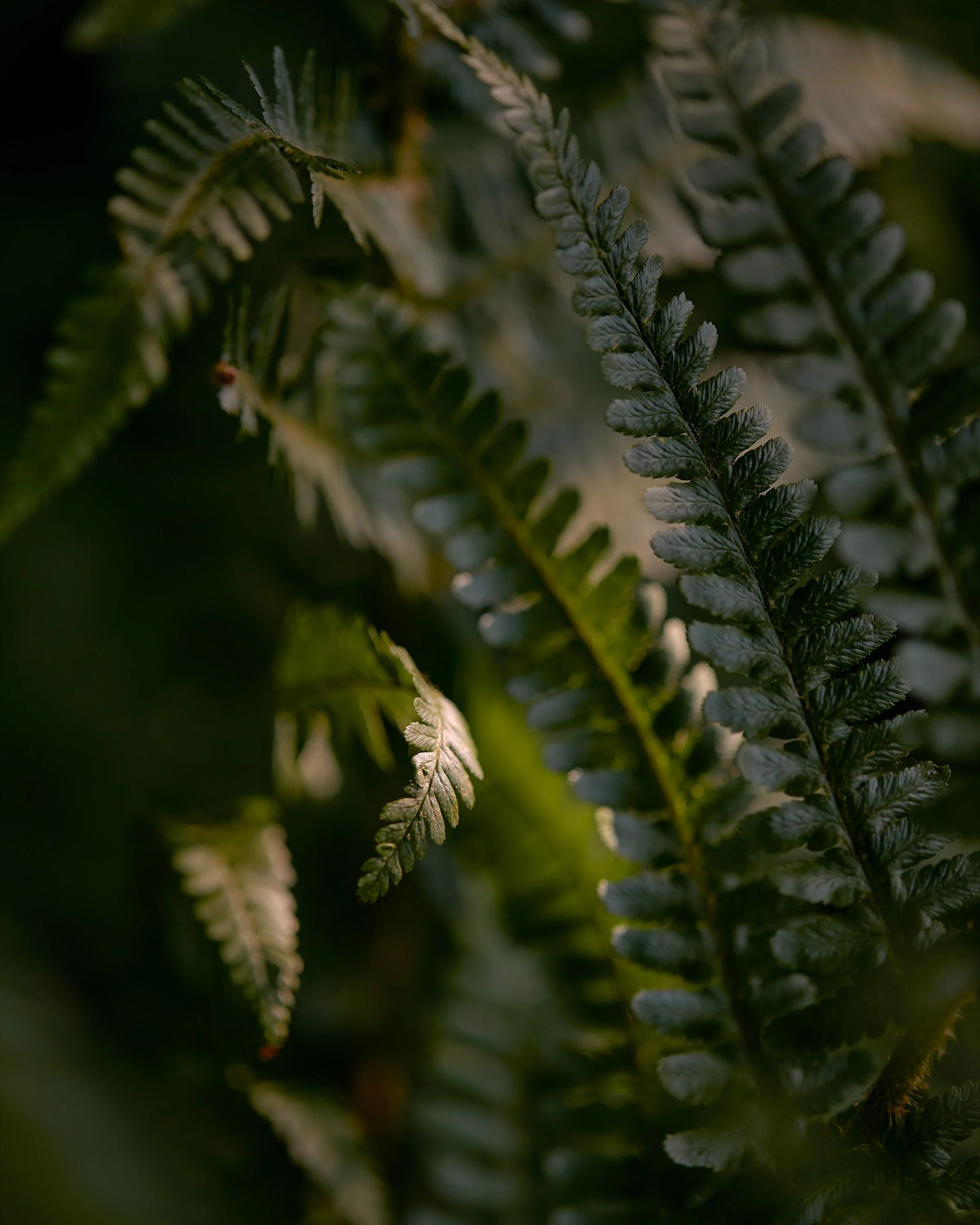 Male-fern leaves growing in warm morning light in a woodland in Yorkshire, England.