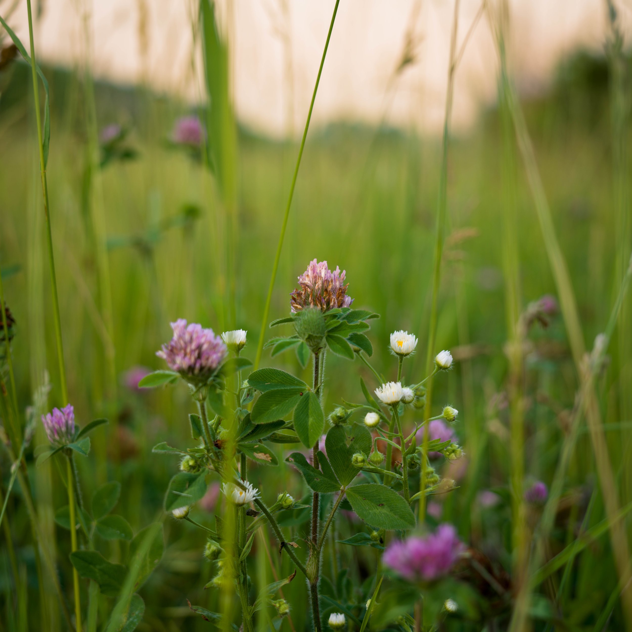 Clover Flower