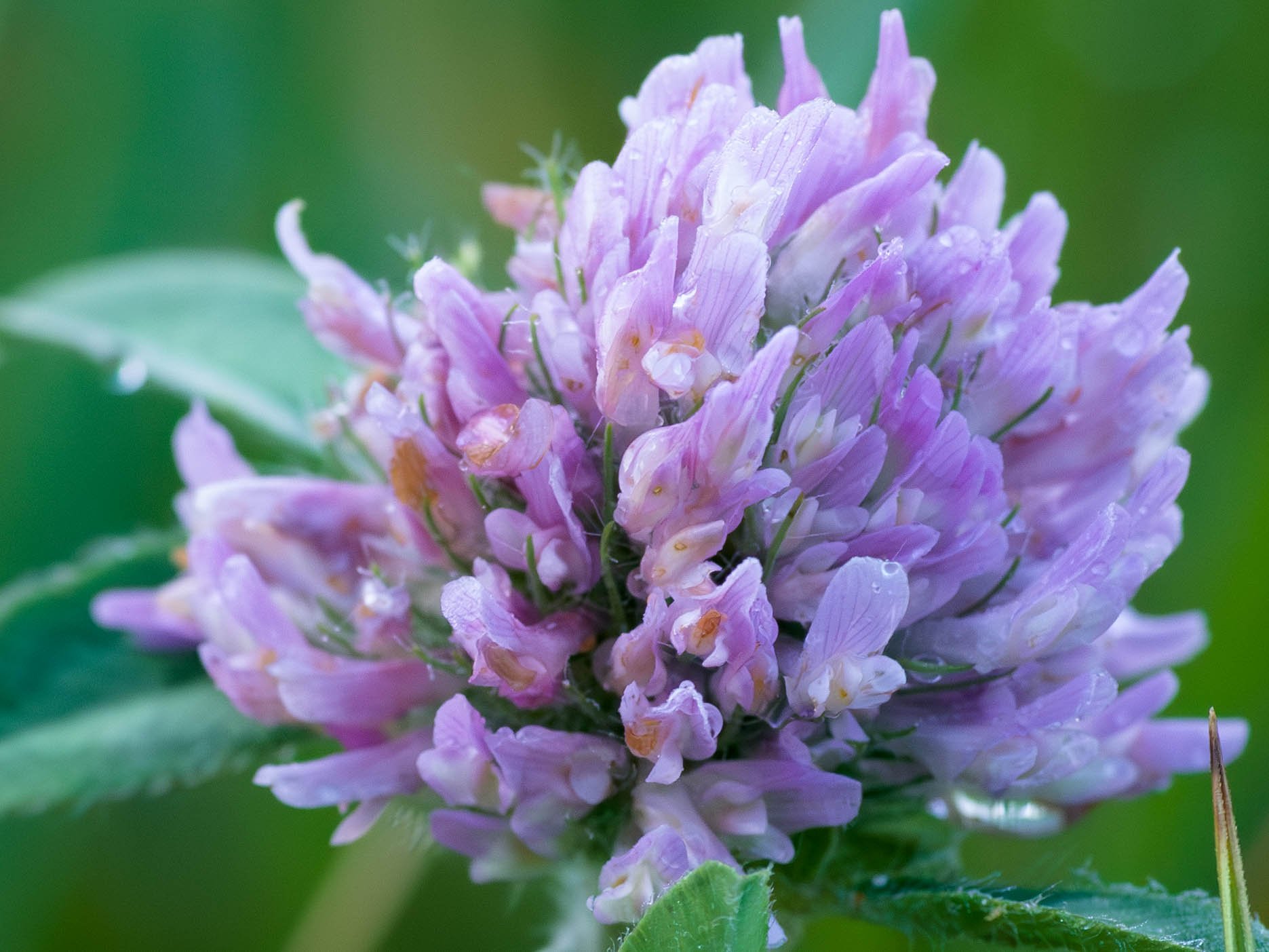 Clover Close
