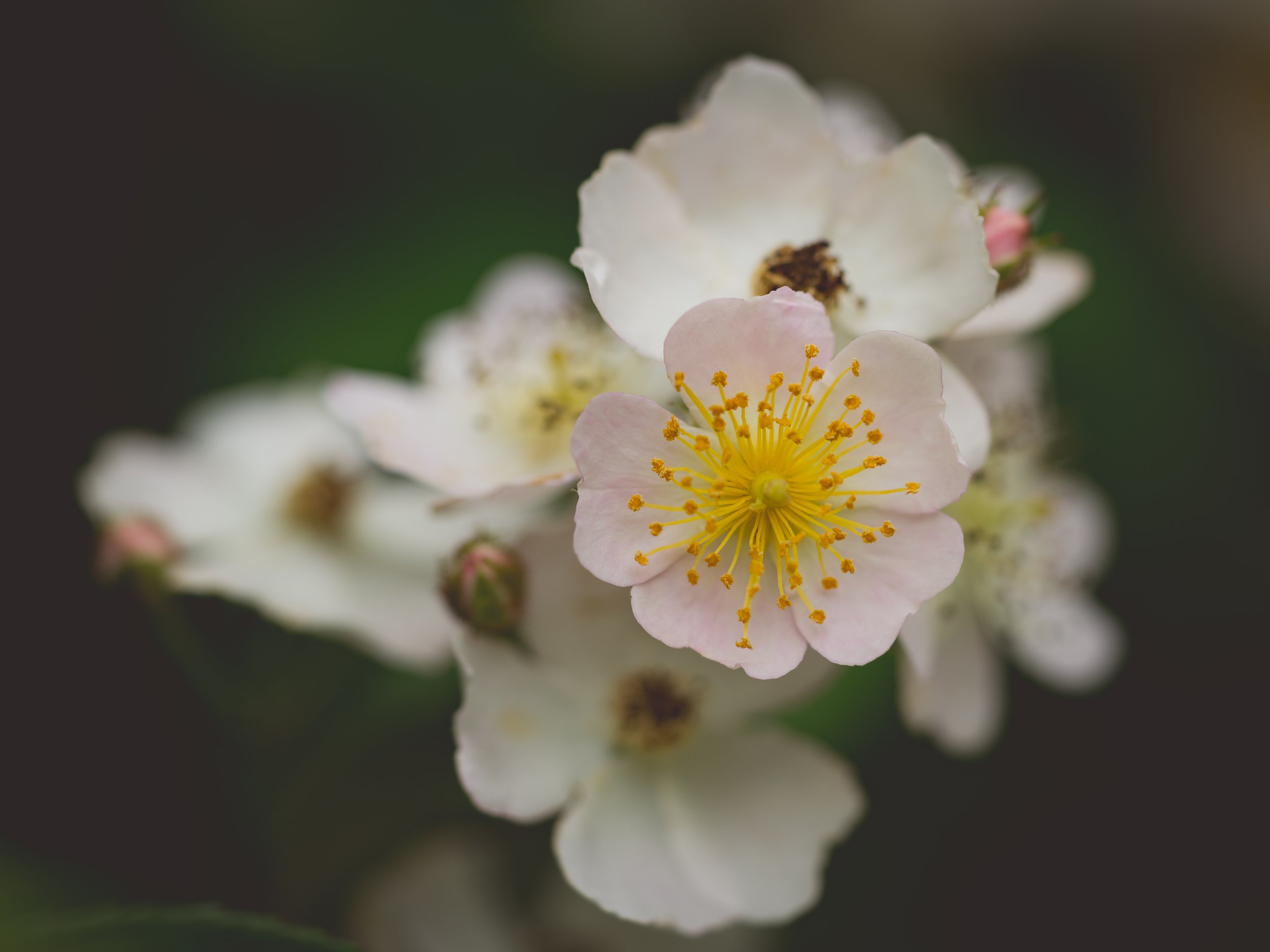 Field Rose