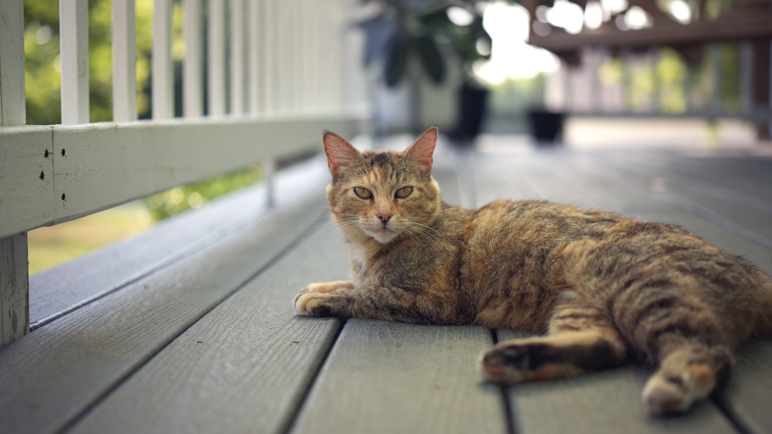 KitCat
