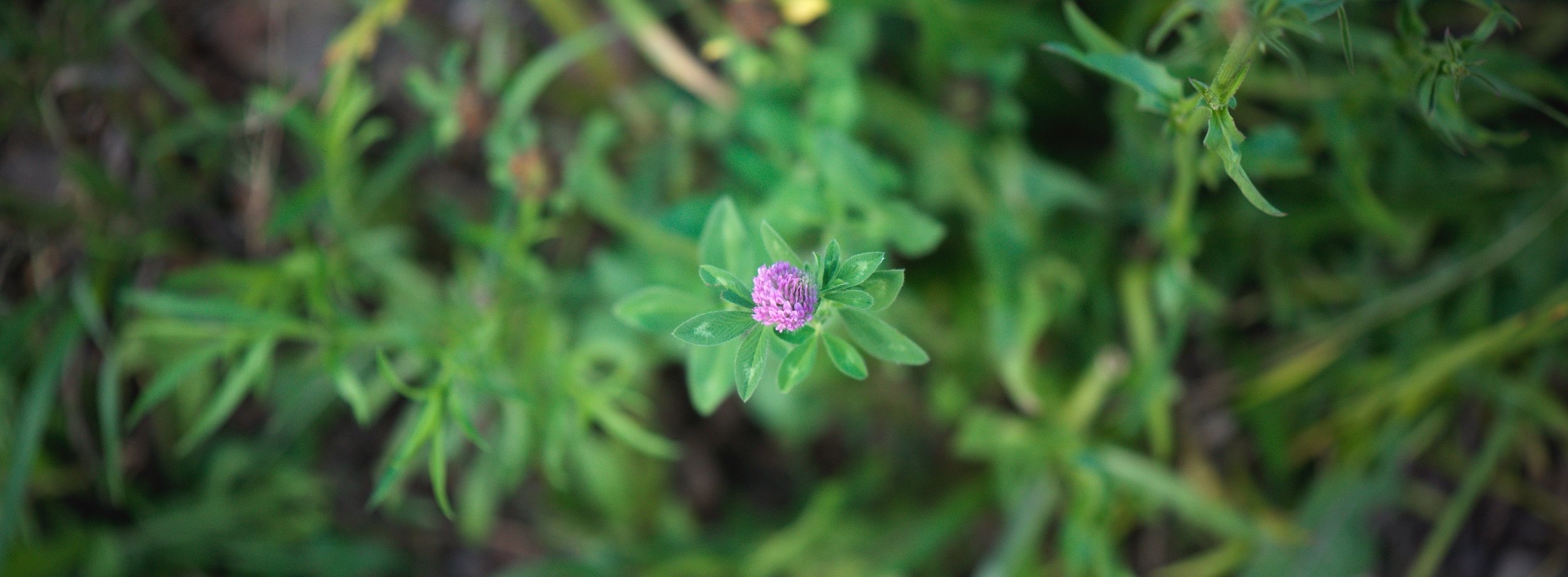 Red Clover
