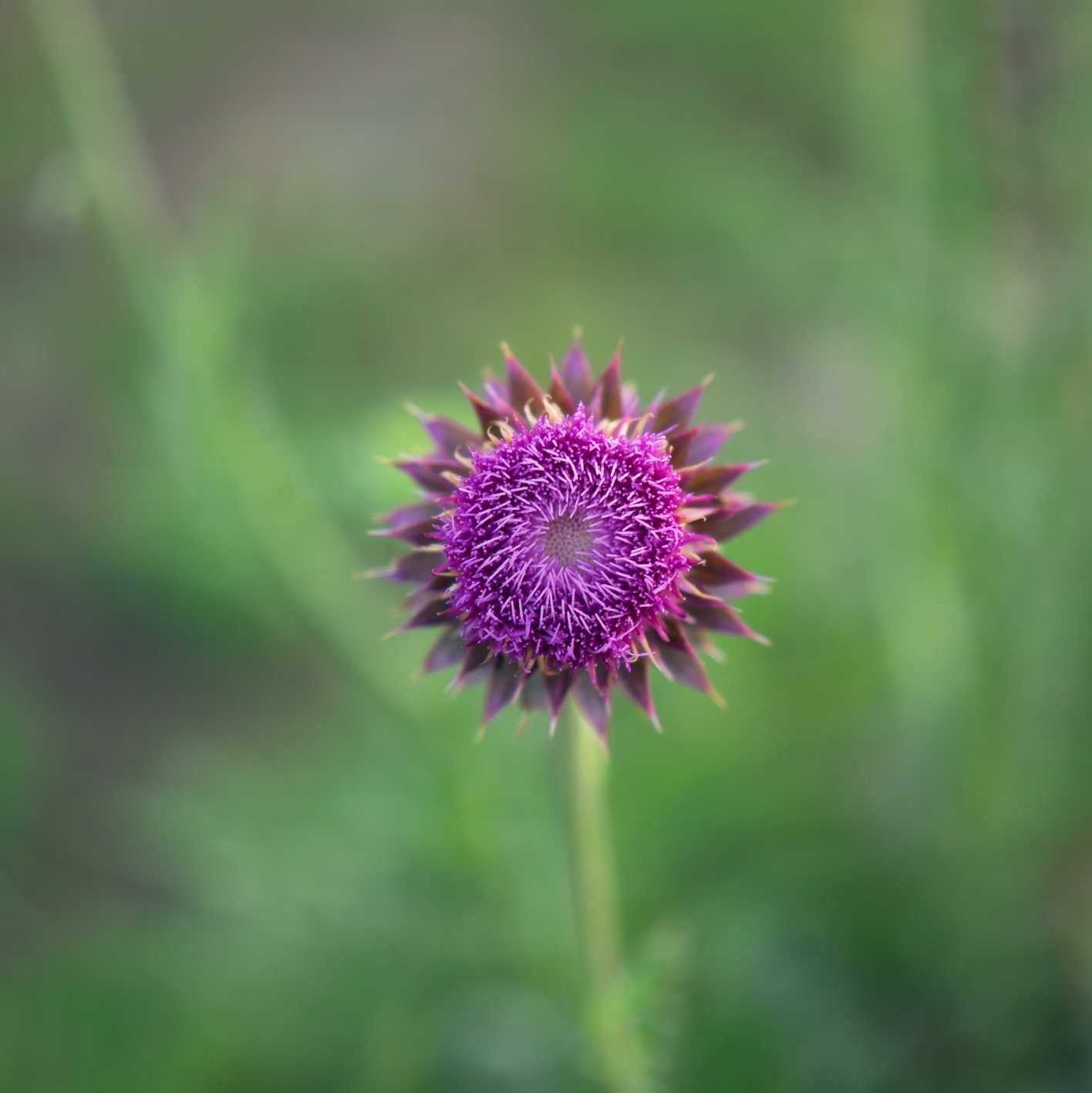 Thistle