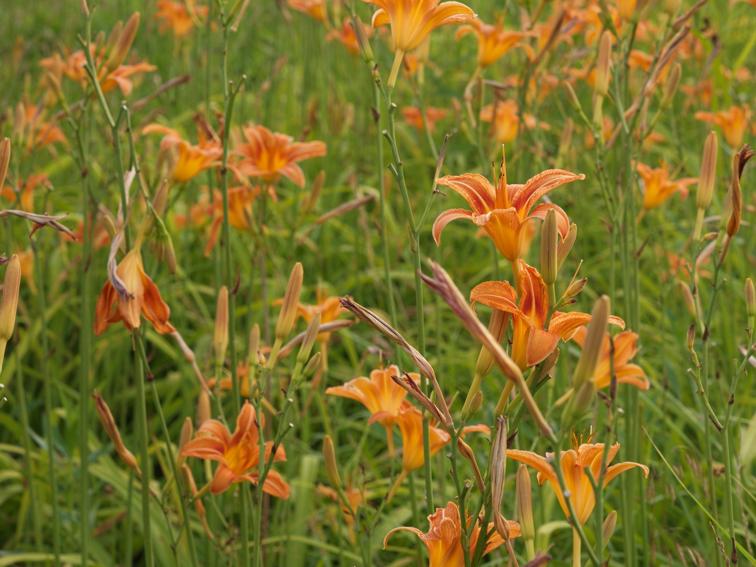 Ditch Lillies