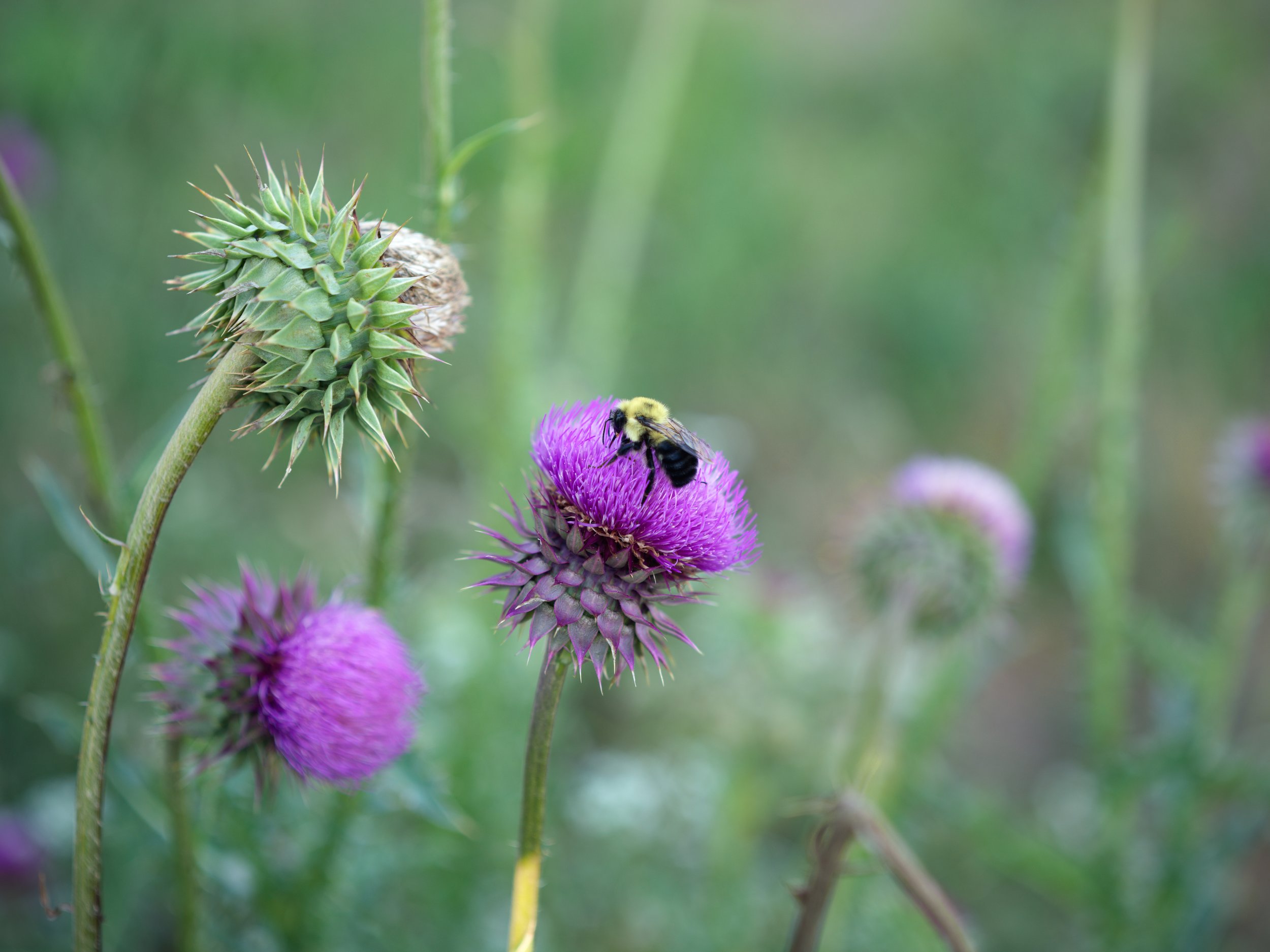 Total bee