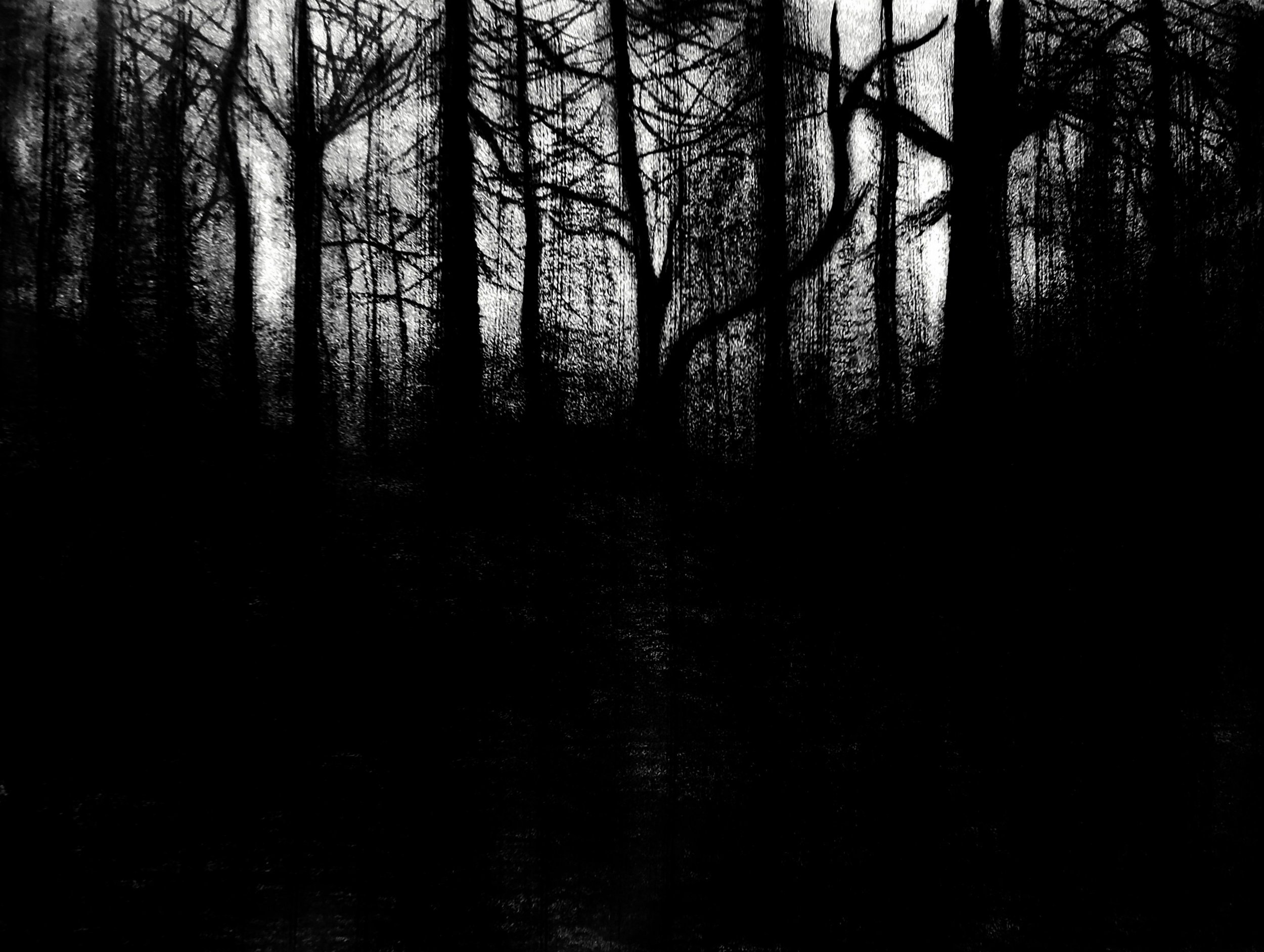 THE BLACKHILLS FOREST