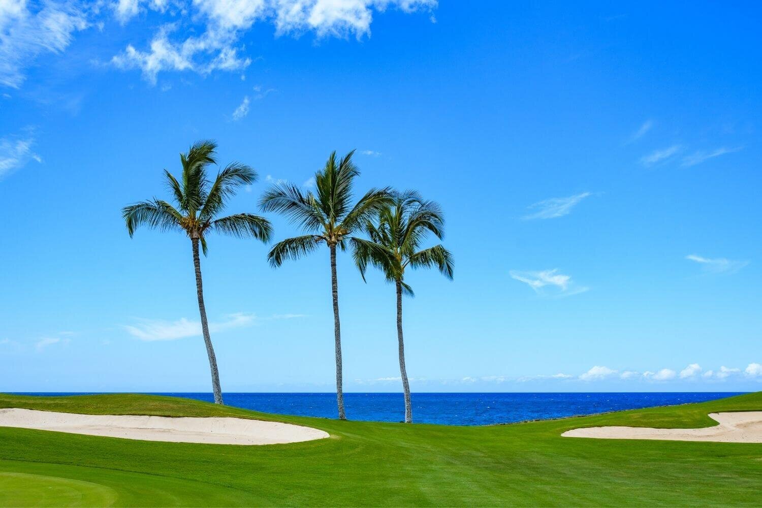 Tropical golf course with palm trees near ocean