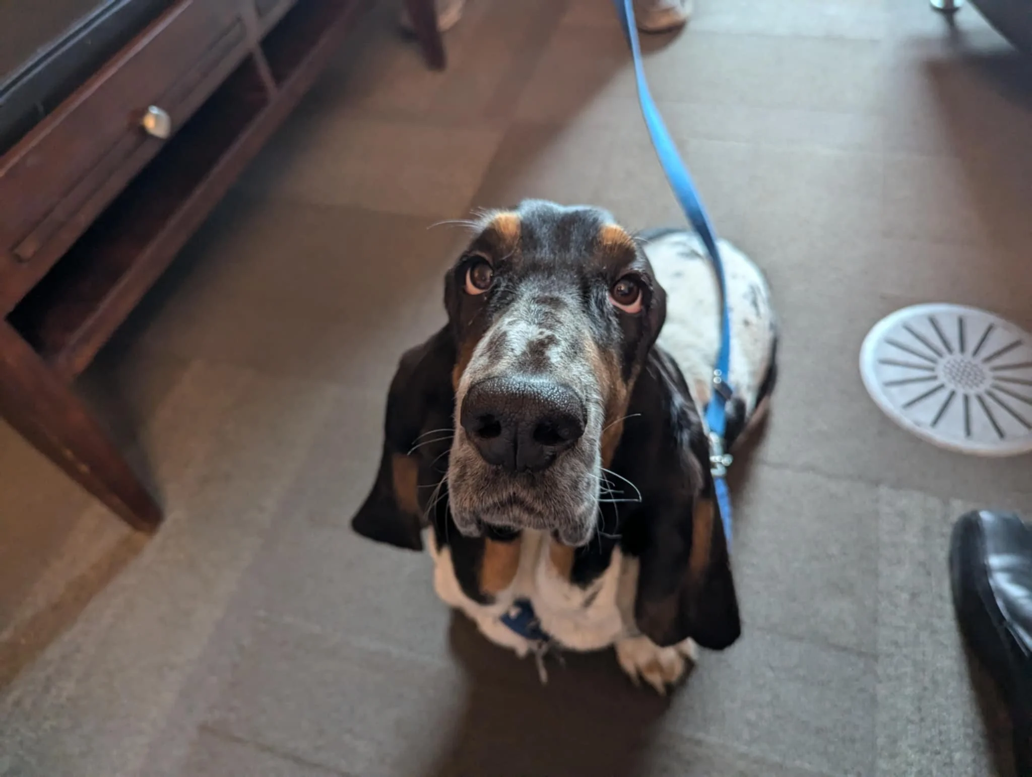 Volunteer Spotlight: PALS Dogs