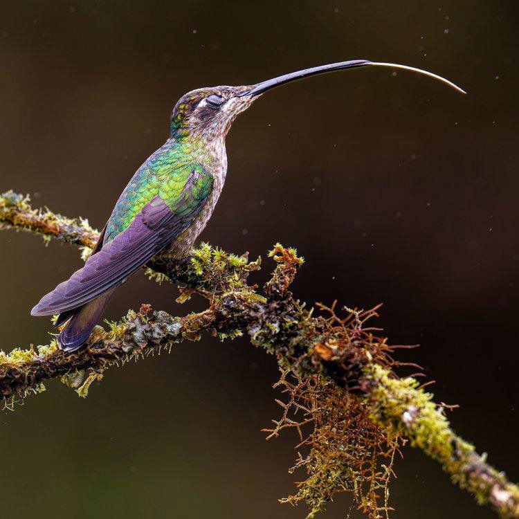 Rivoli's Hummingbird.jpg