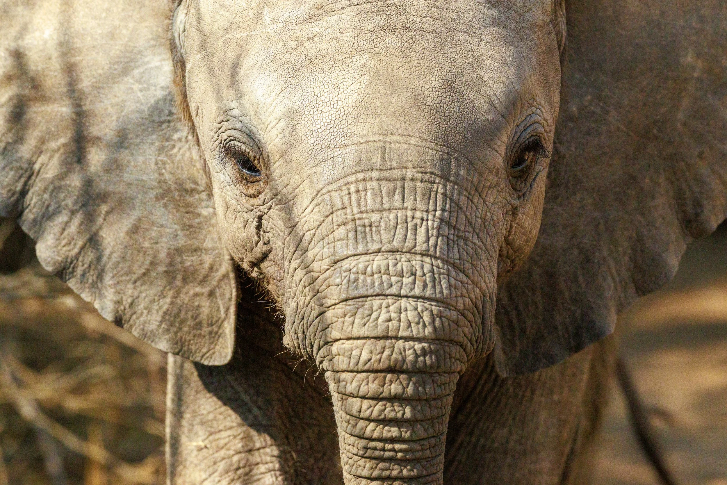 African Elephant