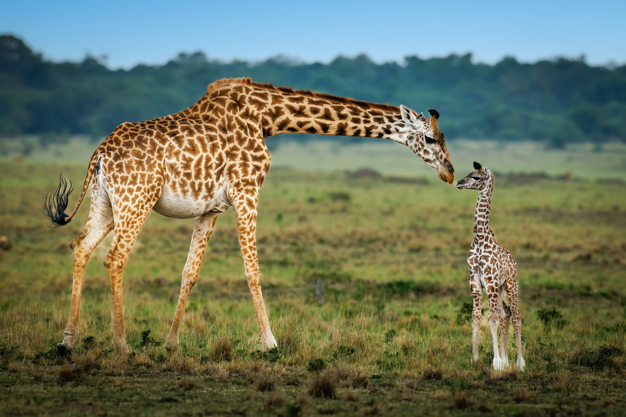 Giraffe and Newborn