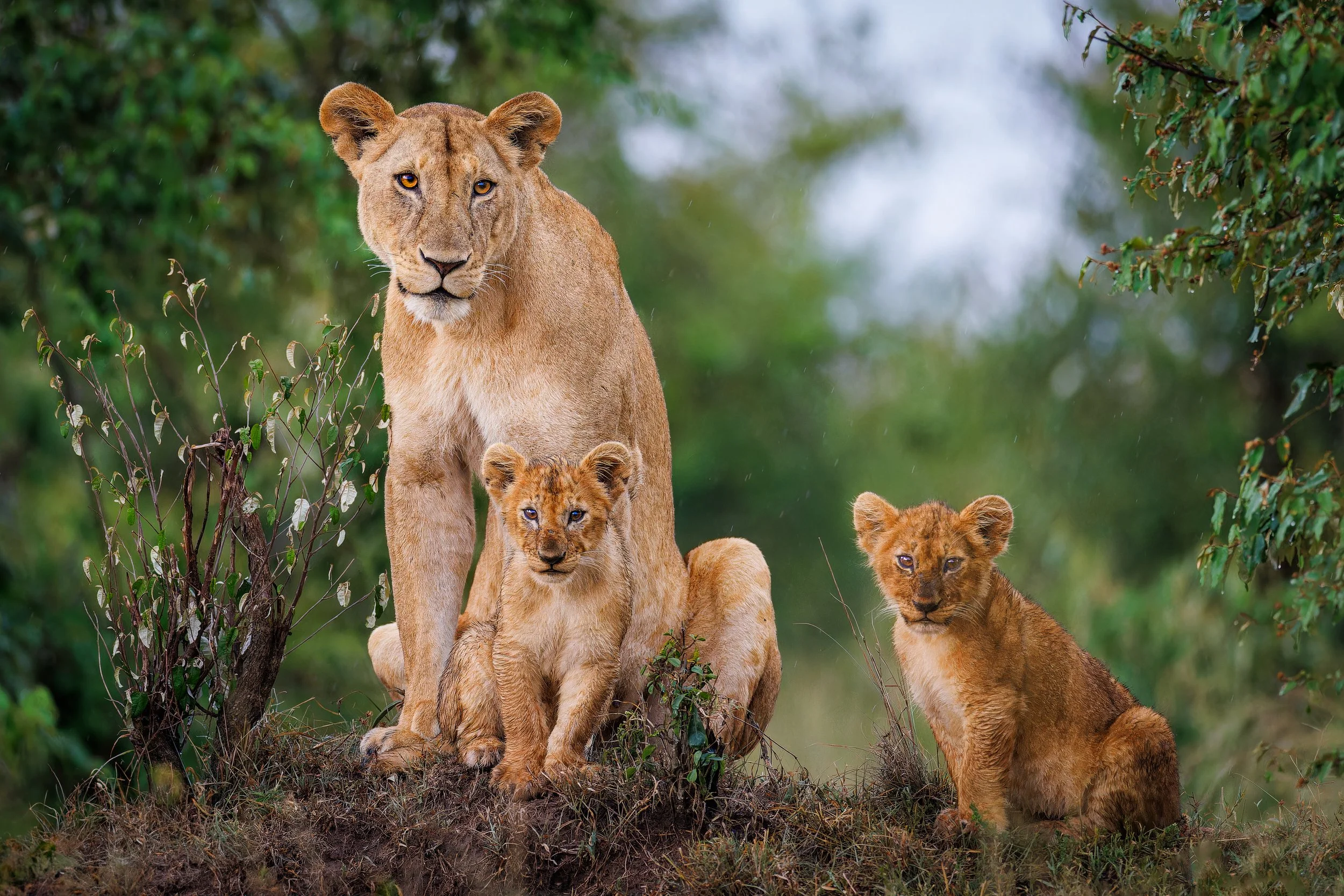 Lioness and Cubs