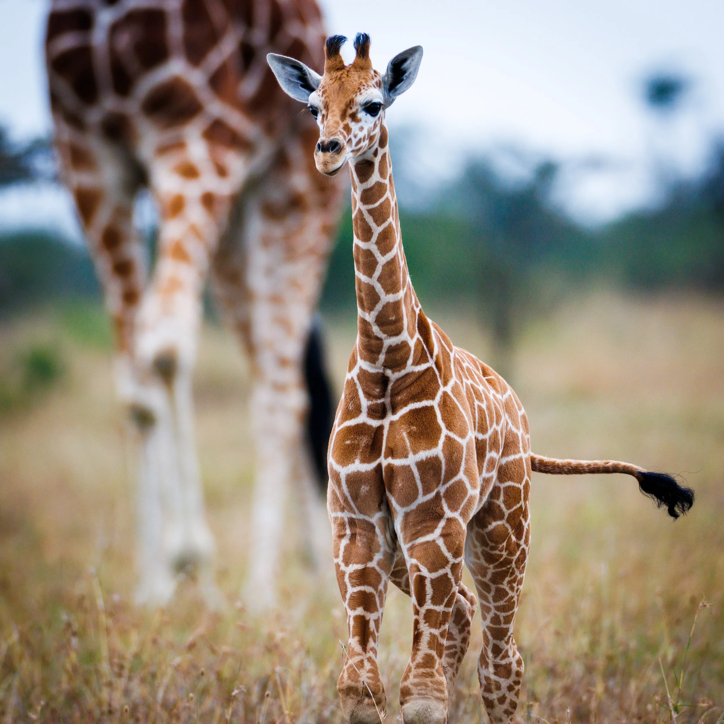 Reticulated Giraffe and Calf