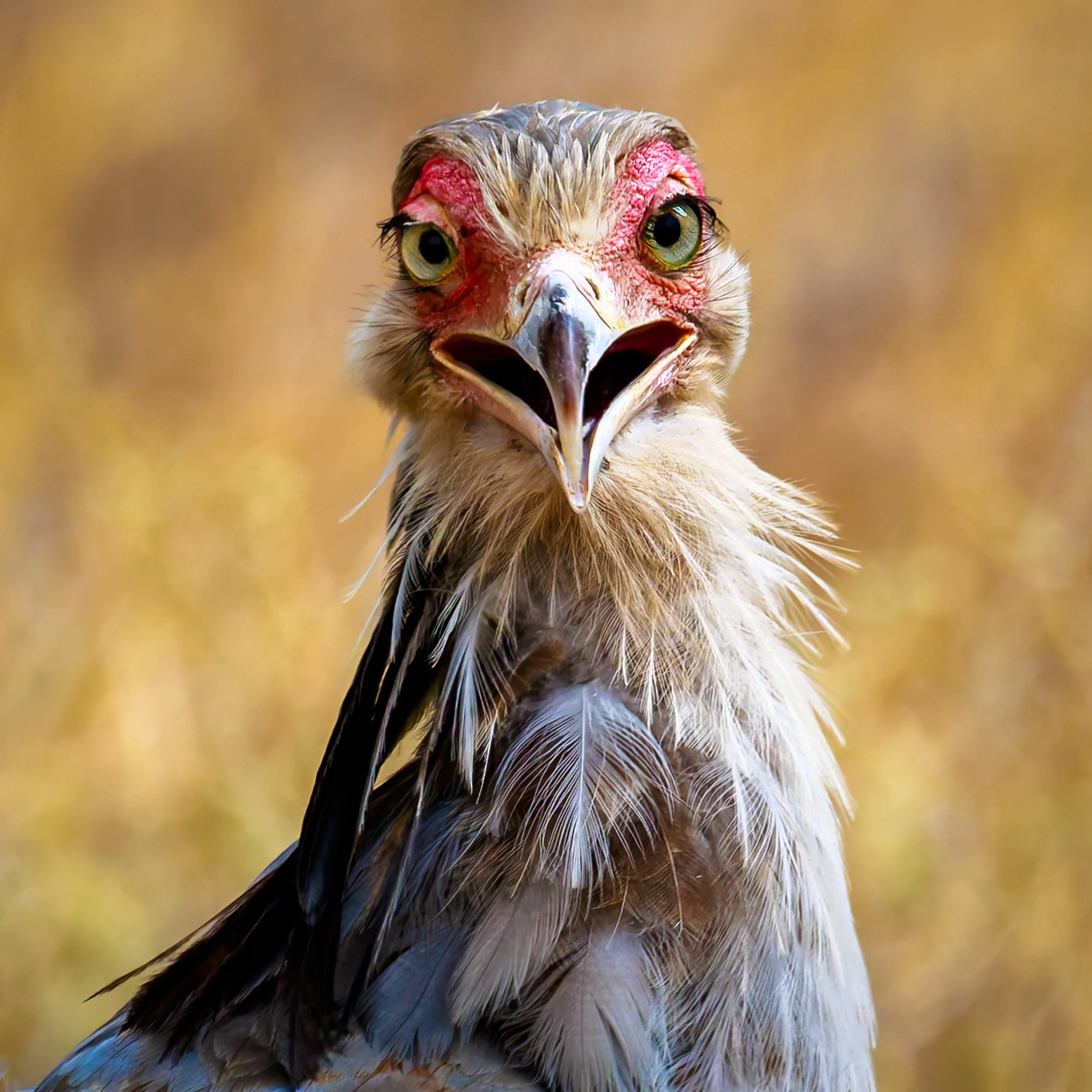 Secretary Bird