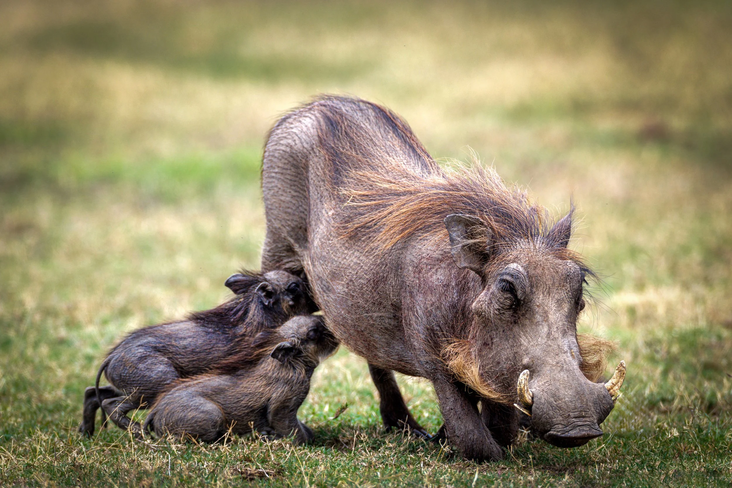 Warthog and Piglets