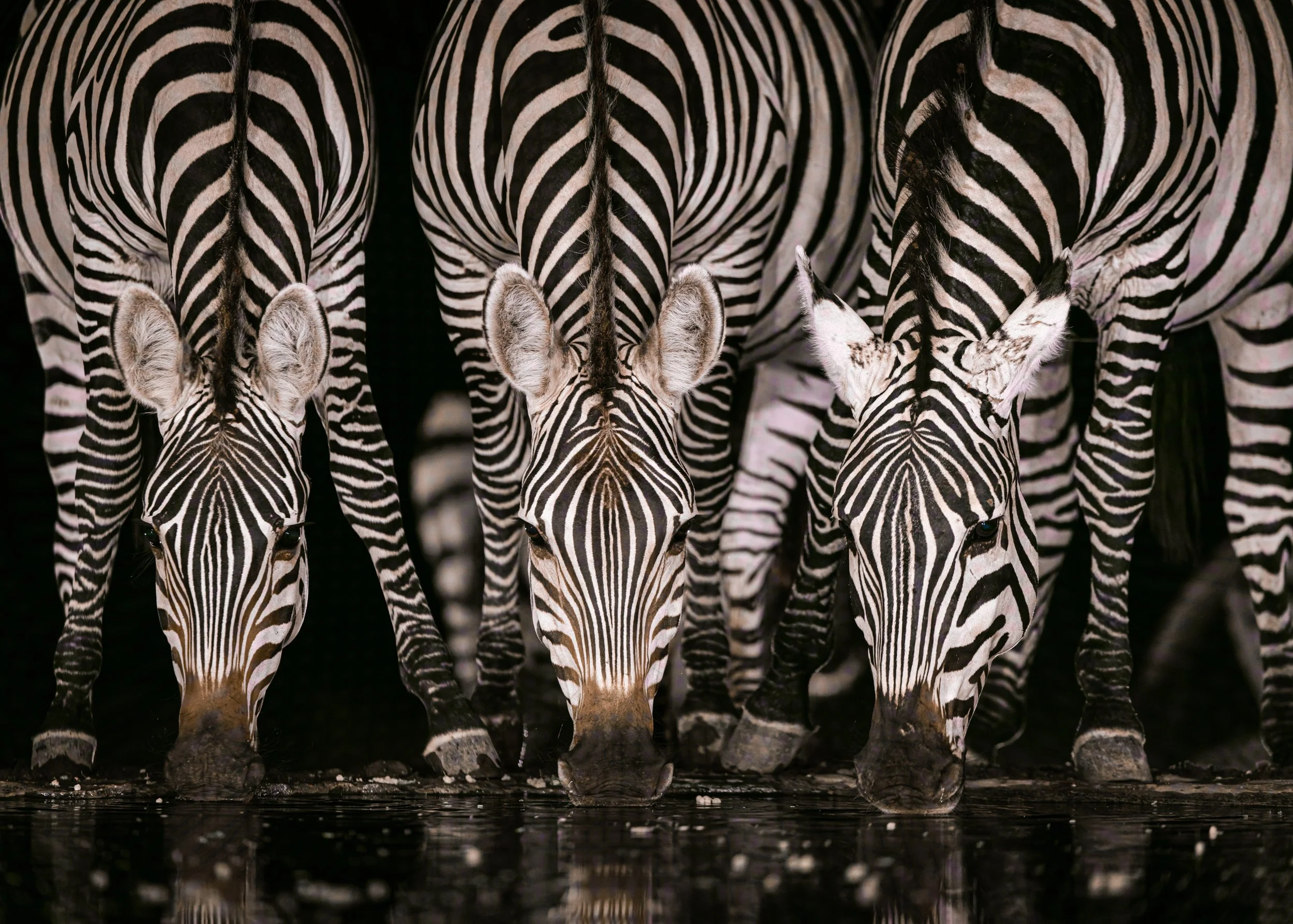 Zebra