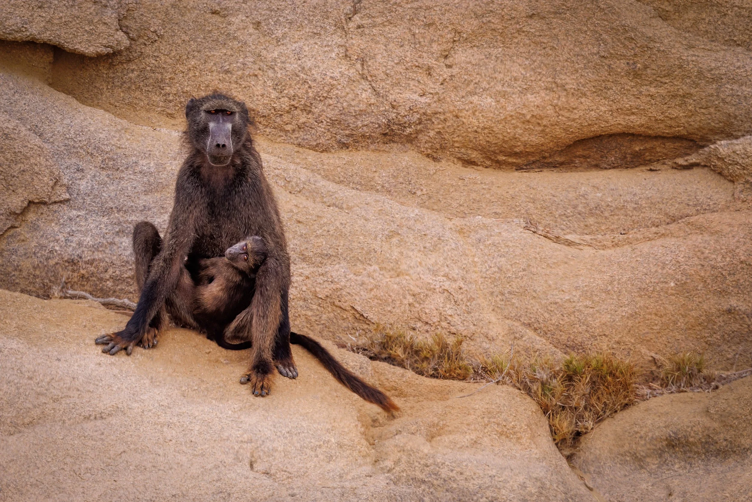 Baboon mother and infant, Skeleton Coast