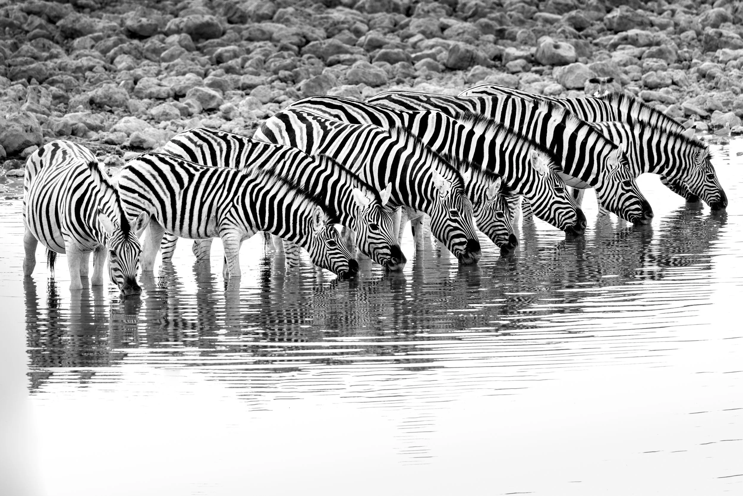 Zebra at the watering hole, Erindi, Namibia