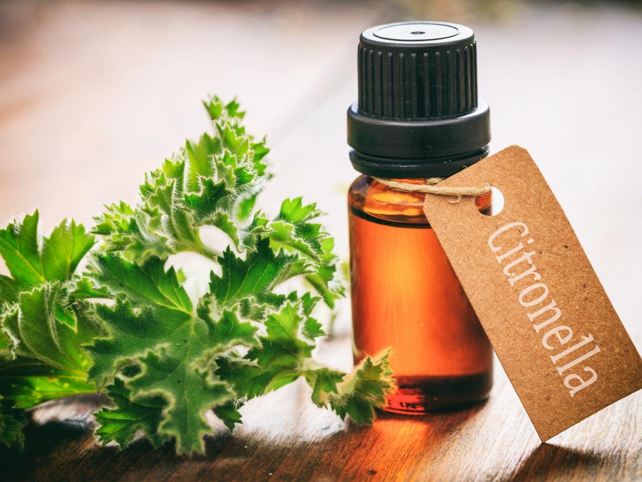 Citronella.jpeg