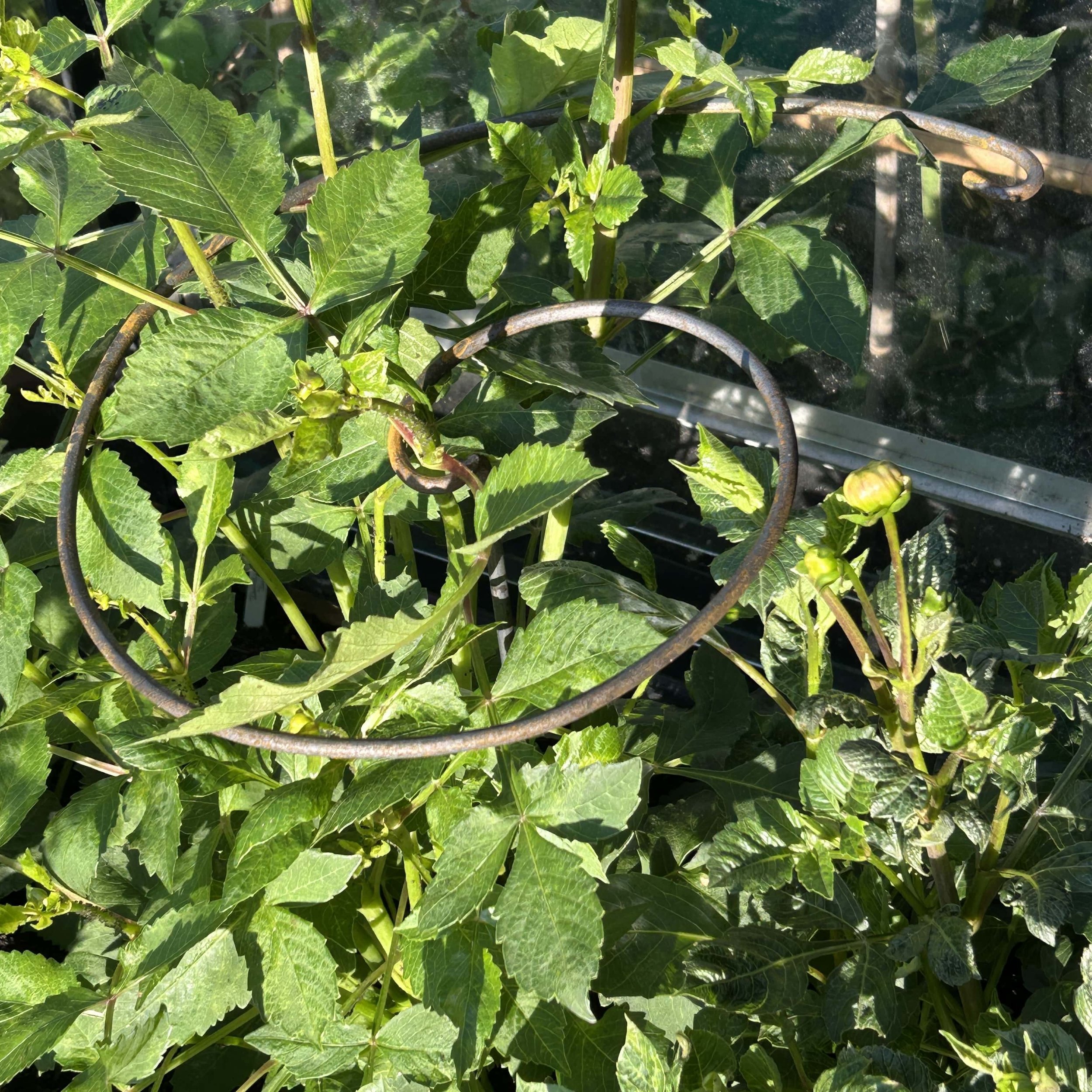 Spiral Plant Support in Boarder