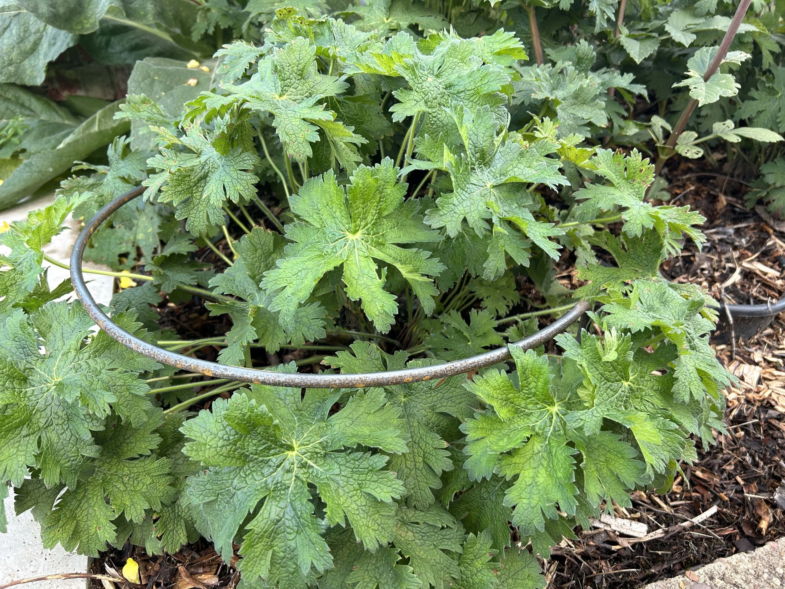 Small herbaceous hoop support