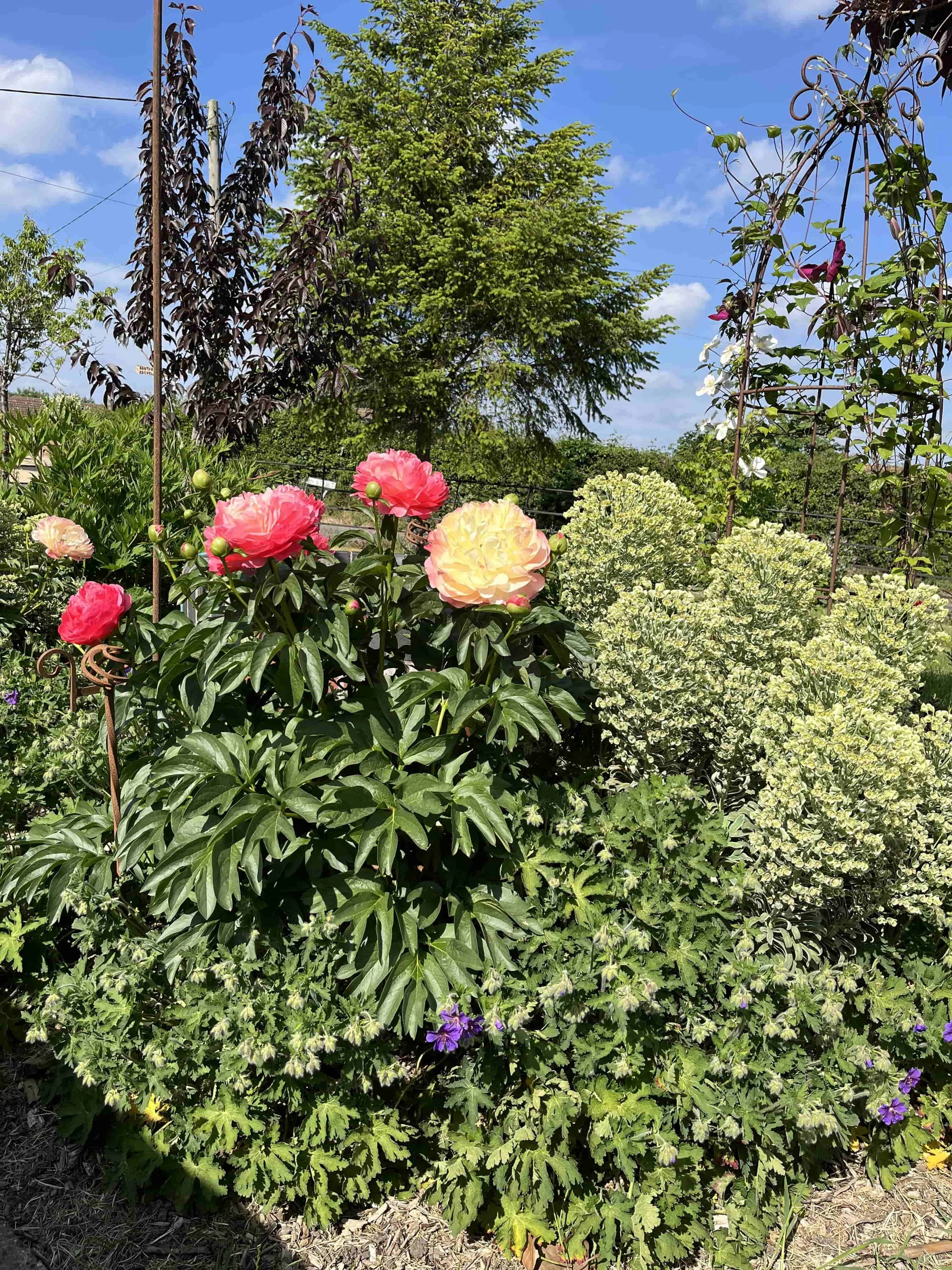 How to Keep Peonies from Falling Over