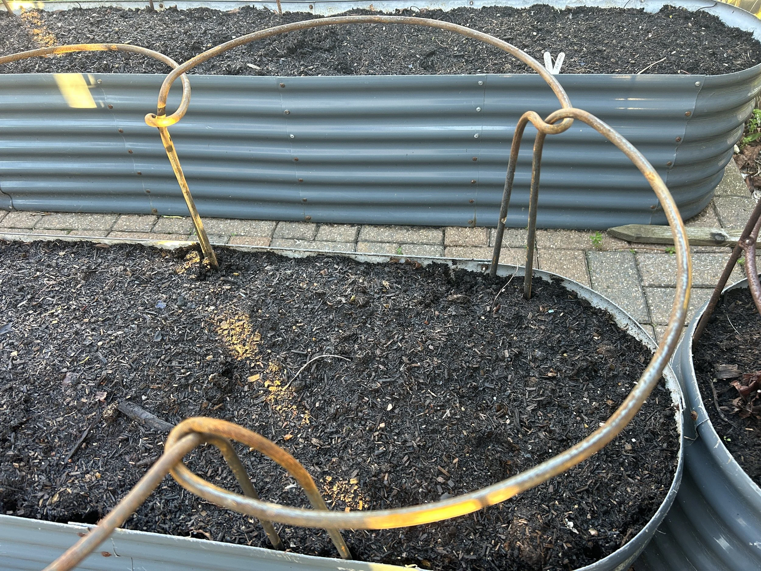 A chain of interlinking herbaceous support hoops
