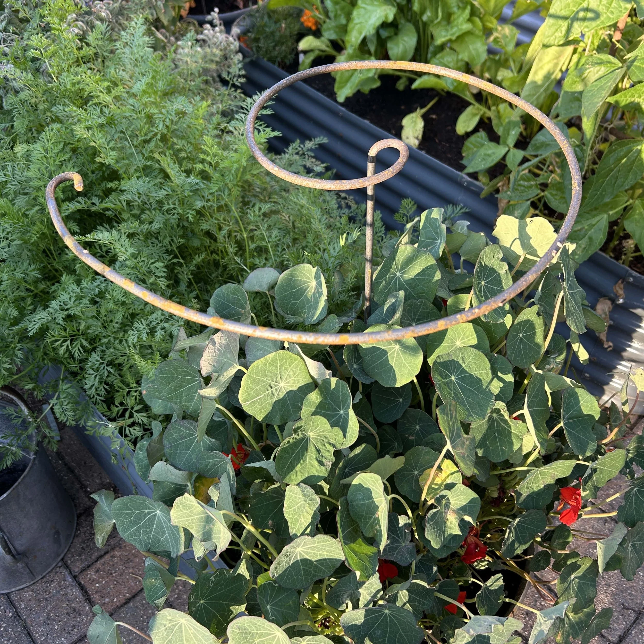 Spiral Stem Plant Support
