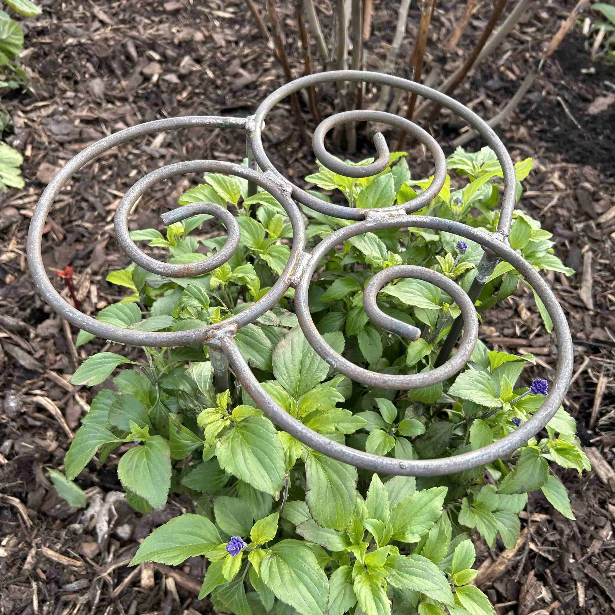 Bambino Grow-Through Herbaceous Plant Support